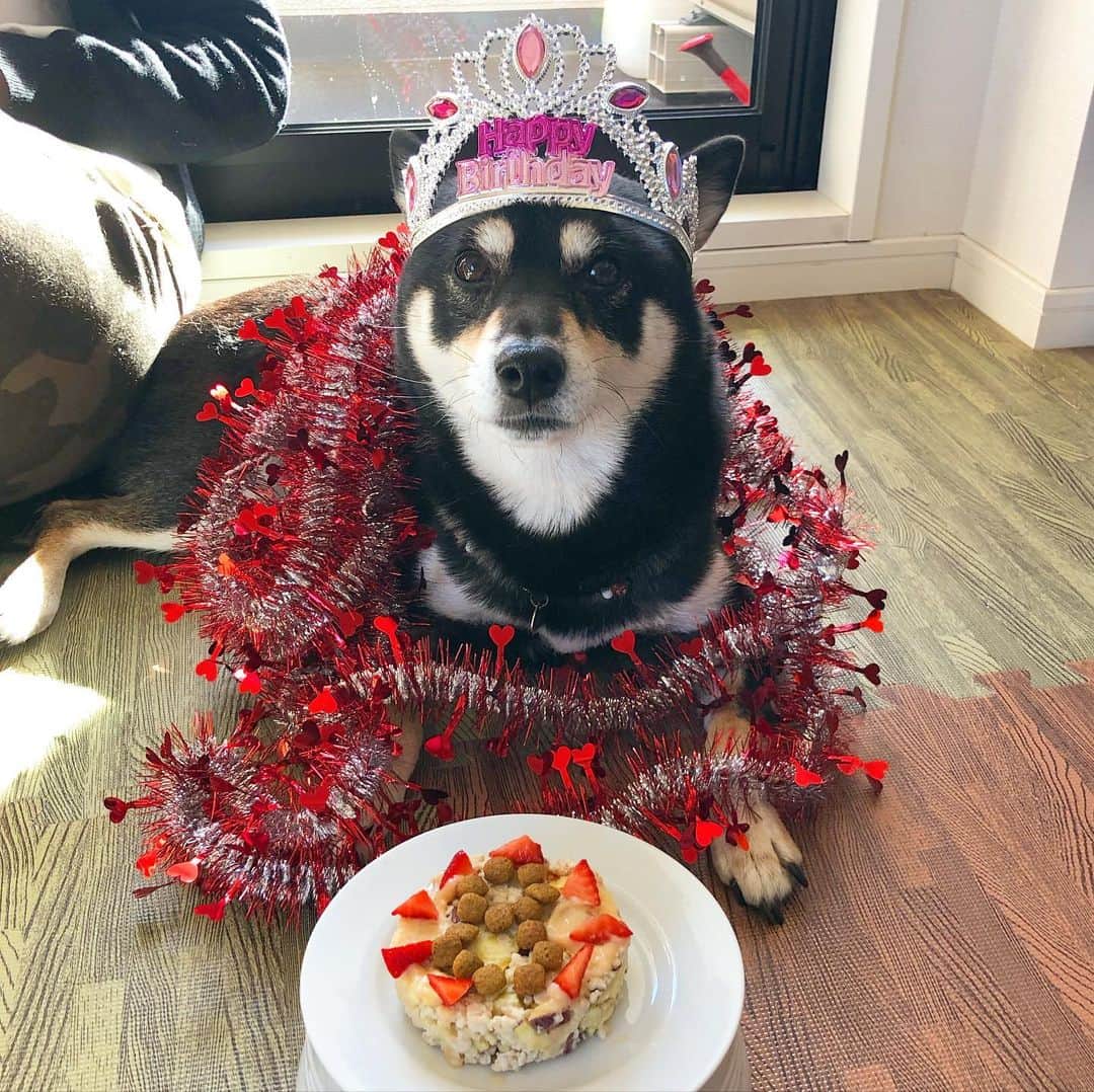 vo_coのインスタグラム：「🎂 本日1月2日は、こたつ８歳の誕生日！ 2018年には股関節両方脱臼して手術したりしたけど、2019年は怪我や病気も無く元気に過ごせました 弟がどんどん傍若無人になってきて大変だけど、これからもうちの長女としてよろしくね！ 2020年も元気に過ごせますように！ * #こたつ誕生日 #shibastagram #instashiba #shiba #shibainu #黒柴 #柴犬」