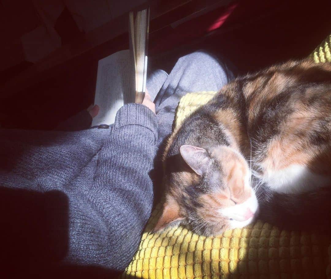 大鋸一正のインスタグラム：「本を読む人と猫。」