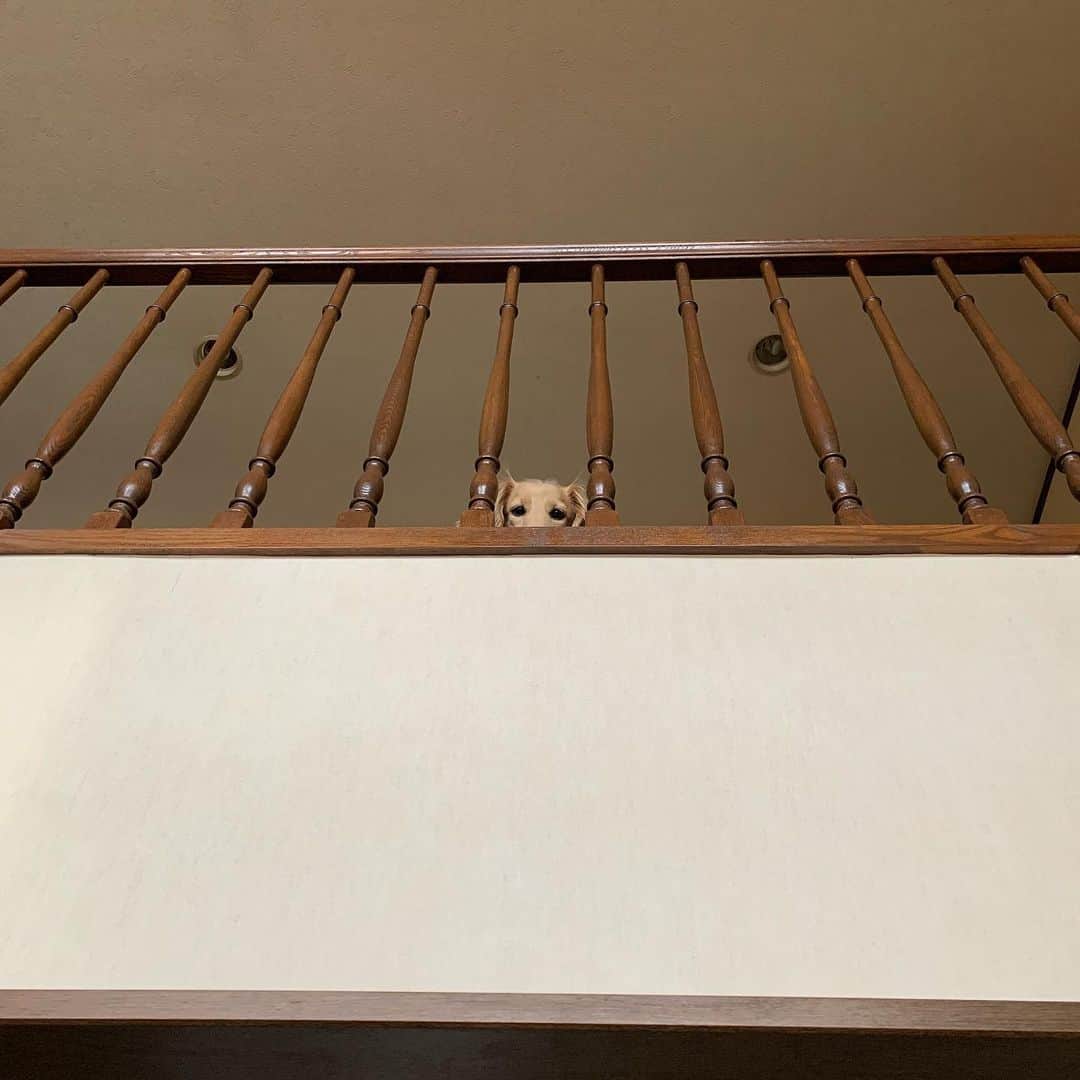 ハッチ＆ニコのインスタグラム：「🐶あたちは置いてかれるのか？  #カメラ嫌い同好会 #pecoいぬ部 #犬の生活が第一 #癒しわんこ #dachshund #犬バカ部 #短足部 #ふわもこ部 #tokyocameraclub #東京カメラ部」
