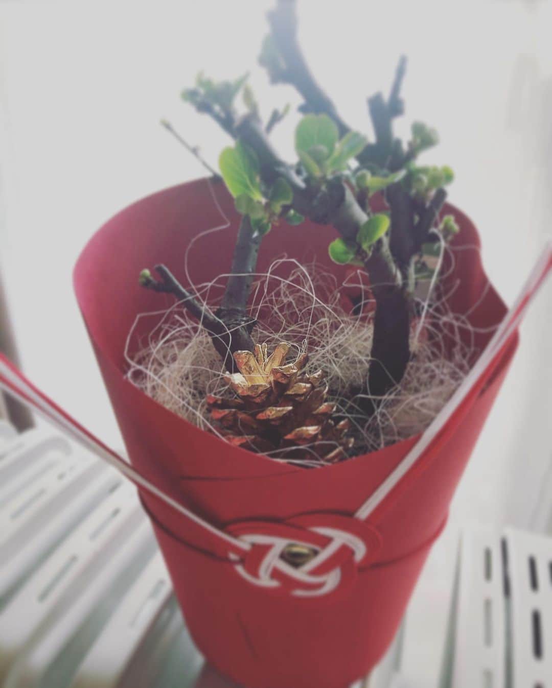 のインスタグラム：「🎍🌅🎍 いつの間にか2020ですな。 今年もよろしくお願いします。 😋😋😋 ド年末から年始までも 予定狂いまくり。 振り回された。 😭😭😭 今年は振り回されないようにしたいー！って 強く思ったけど、 振り回されちゃうんだろーなー  どうにかしたいなー  #2020  #happynewyear  #newyear  木瓜の花、咲くのたのしみ。」