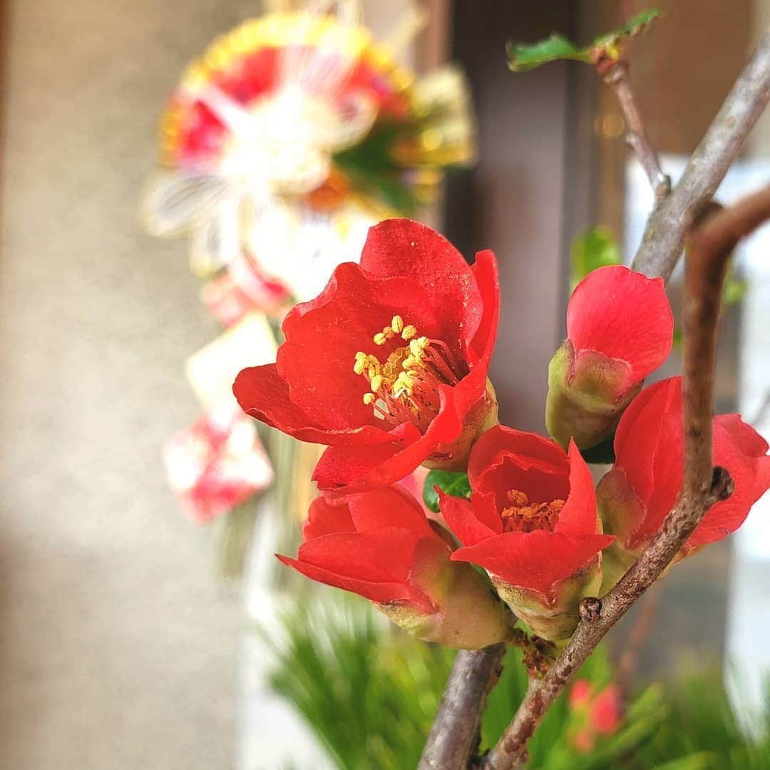 総本家駿河屋さんのインスタグラム写真 - (総本家駿河屋Instagram)「新年、明けましておめでとうございます。  旧年中は、たくさんのお客様との出逢いに支えられ、心より感謝申しあげます。. . 本年も精進して参りますので、 変わらぬお引き立て、一層のご愛顧のほどよろしくお願い申し上げます。  1月2日より営業 近鉄店  1月3日より営業(3日のみ10:00～16:00) 駿河町本舗、海南店、岩出店、 岩出中迫店、伏見本舗 ※ふるまいぜんざいをご用意しております  1月4日より営業 高松店、本社工場小倉店 ※ふるまいぜんざいをご用意しております  #総本家駿河屋 #駿河屋 #するがや #和菓子 #新年 #年始め #お年賀 #新春 #新年の挨拶 #帰省土産 #手土産 #お土産 #お持たせ #感謝 #ぜんざい #振る舞いぜんざい #正月🎍 #和歌山 #京都伏見 #伏見稲荷 #初詣 #surugaya #wagashi #wakayama #kyoto」1月2日 13時52分 - souhonke_surugaya_zen_emon