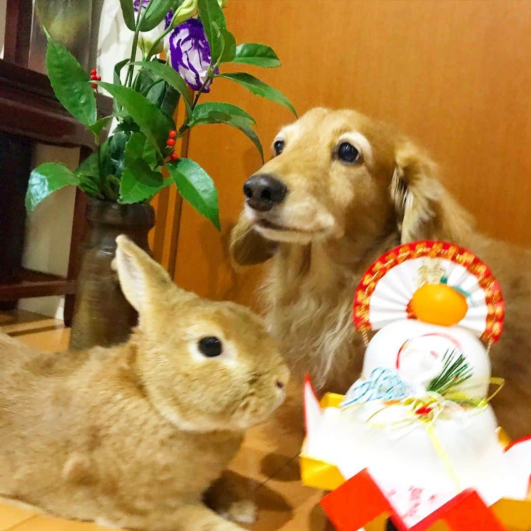 Chieko Shibutaさんのインスタグラム写真 - (Chieko ShibutaInstagram)「たろー🐶&うじゃこ🐰地方☀️ 新年会🍊 今年も　宜しく　お願い致します🎍 💕✨🐶🍀🐰✨💕 💕 #dachshund #dachshunds #dachshundlove #dog #dogs #doglove #instadog #instagram #instagood #pet #pets #petsagram #cute #cutepe #cutepet #cutedog #cuteanimals #likes #09076999576 happy #smile #rabbit #ラビット #ミニュチュア #ミニュチュアダックス  #ミニュチュアダックスフント #うさぎ部 #うさぎ #ダックス #ダックスフンドロングヘアー#犬とうさぎ」1月2日 14時25分 - chieko.81