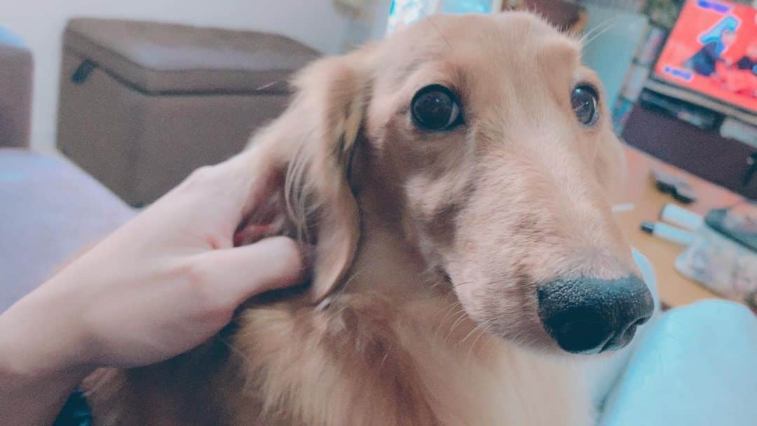 長田成哉のインスタグラム：「バズが体に登りつづけてくる。 #dog」