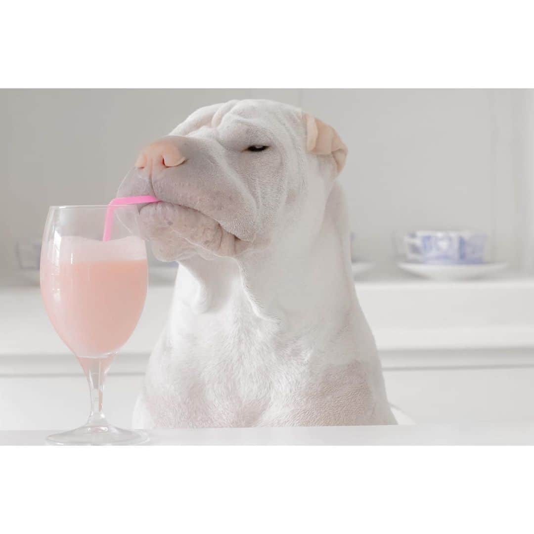 annie&pADdinGtoNさんのインスタグラム写真 - (annie&pADdinGtoNInstagram)「Thirsty #paddington #thirsty #love #sharpei #sharpeisofinstagram #dog #dogs #dogsofinstagram #weeklyfluff #instagood #wrinkles #pink #drink #milkshake #doglovers #dogoftheday #dogstagram #iloveyoutothemoonandback」1月2日 14時37分 - anniepaddington