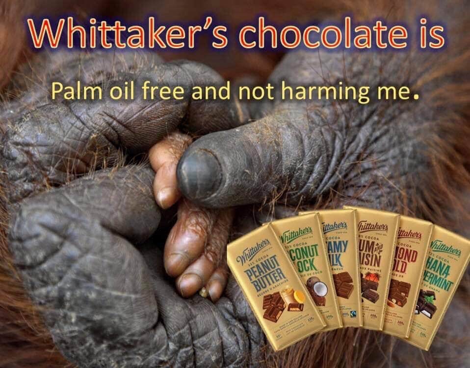 OFI Australiaさんのインスタグラム写真 - (OFI AustraliaInstagram)「Good news to start the year. All Whittakers chocolate is palm oil free. Made in New Zealand and available in Australian supermarkets.  _____________________________________ 🐒 OFIA Founder: Kobe Steele 💌 kobe@ofiaustralia.com | OFIA Patron and Ambassador: @drbirute @orangutanfoundationintl |  www.orangutanfoundation.org.au 🐒  #orangutan #orphan #rescue #rehabilitate #release #BornToBeWild #Borneo #Indonesia #CampLeakey #orangutans #savetheorangutans #sayNOtopalmoil #palmoil #deforestation #destruction #rainforest #instagood #photooftheday #environment #nature #instanature #endangeredspecies #criticallyendangered #wildlife #orangutanfoundationintl #ofi #drbirute #ofi_australia #ofia #FosterAnOrangutan」1月2日 14時46分 - ofi_australia
