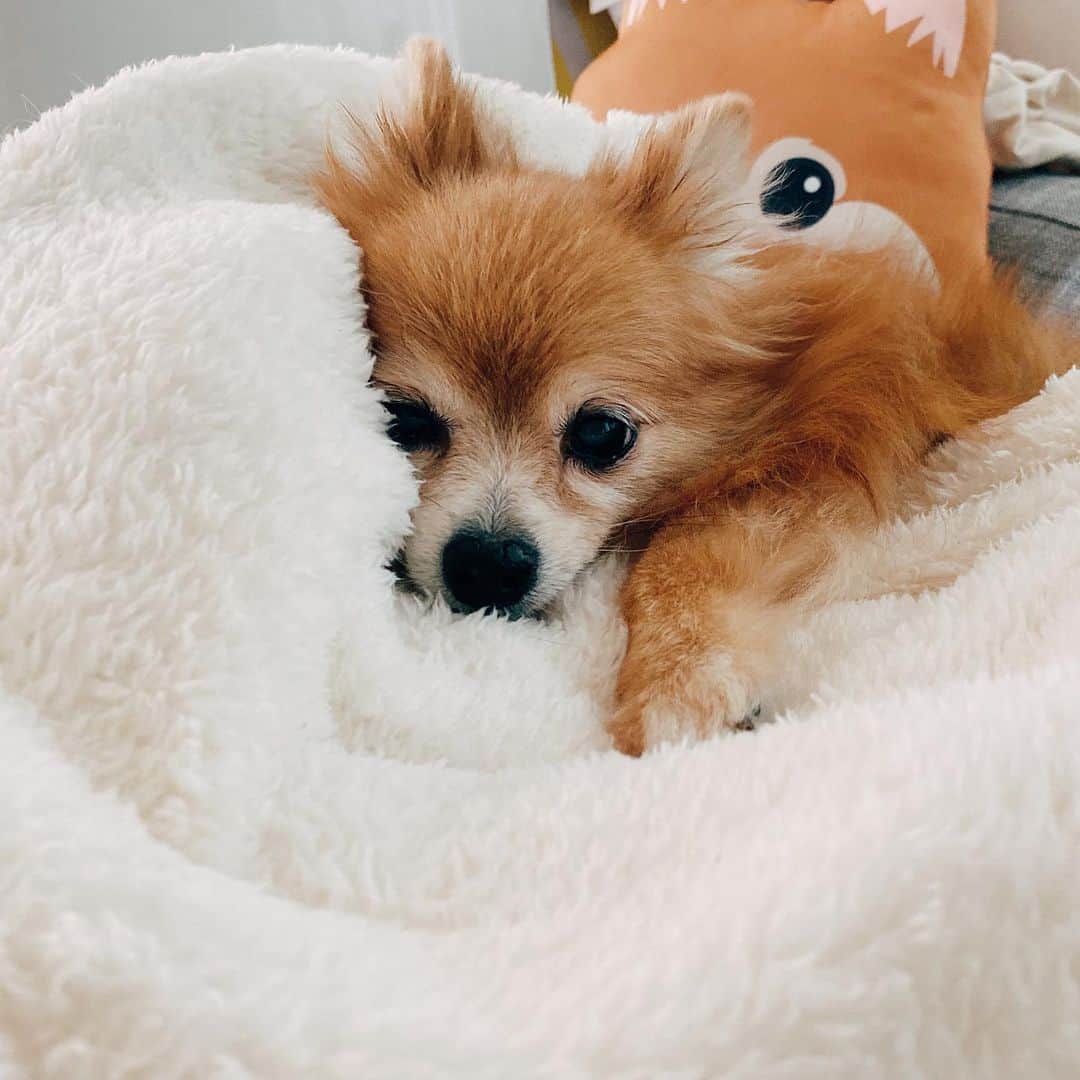 r_oseのインスタグラム：「I lost my best friend. I lost another half of me. I lost my love one. You’re the greatest thing that ever happened in my life. Goodbye for now. You’ll live forever in my memories. Rest in paradise my dearest Tonhom. Until we meet again over the rainbow bridge. 🦁🌈☁️ it’s been a wonderful and incredible 14 years and 346 days with you 🖤 you filled me up with that tiny fluffy fur and feet , with those full of love eyes when you look at me. I just wanna cuddle you more.... You leave me to soon... 2005•01•20-2020•01•01」