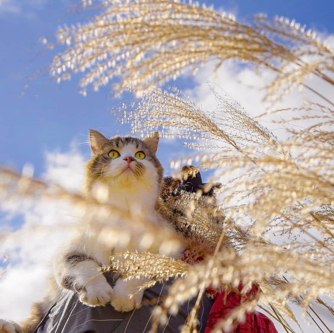 NEKOくらぶさんのインスタグラム写真 - (NEKOくらぶInstagram)「|| フワッフワ🌾でキラッキラ✨の世界だよー⠀ @36muffin_ さんの作品ですにゃ（＝ΦωΦ＝）⠀ *⠀ いいね！＆コメント大歓迎！！⠀ *⠀ #nekoclub #NEKOくらぶ #Japan #Photo #写真 #日本 #cat #ネコ #ねこ #猫 ⠀ Follow: @nekoclub_jpn⠀ *⠀ ▼【廣済堂出版共同企画】NEKOくらぶの皆さまとつくる「NEKOくらぶ写真集」、発売中♪（＝ΦωΦ＝）⠀ ※詳細は本アカウント「 @nekoclub_jpn 」のプロフィールに固定しているハイライトから」1月2日 16時00分 - nekoclub_jpn