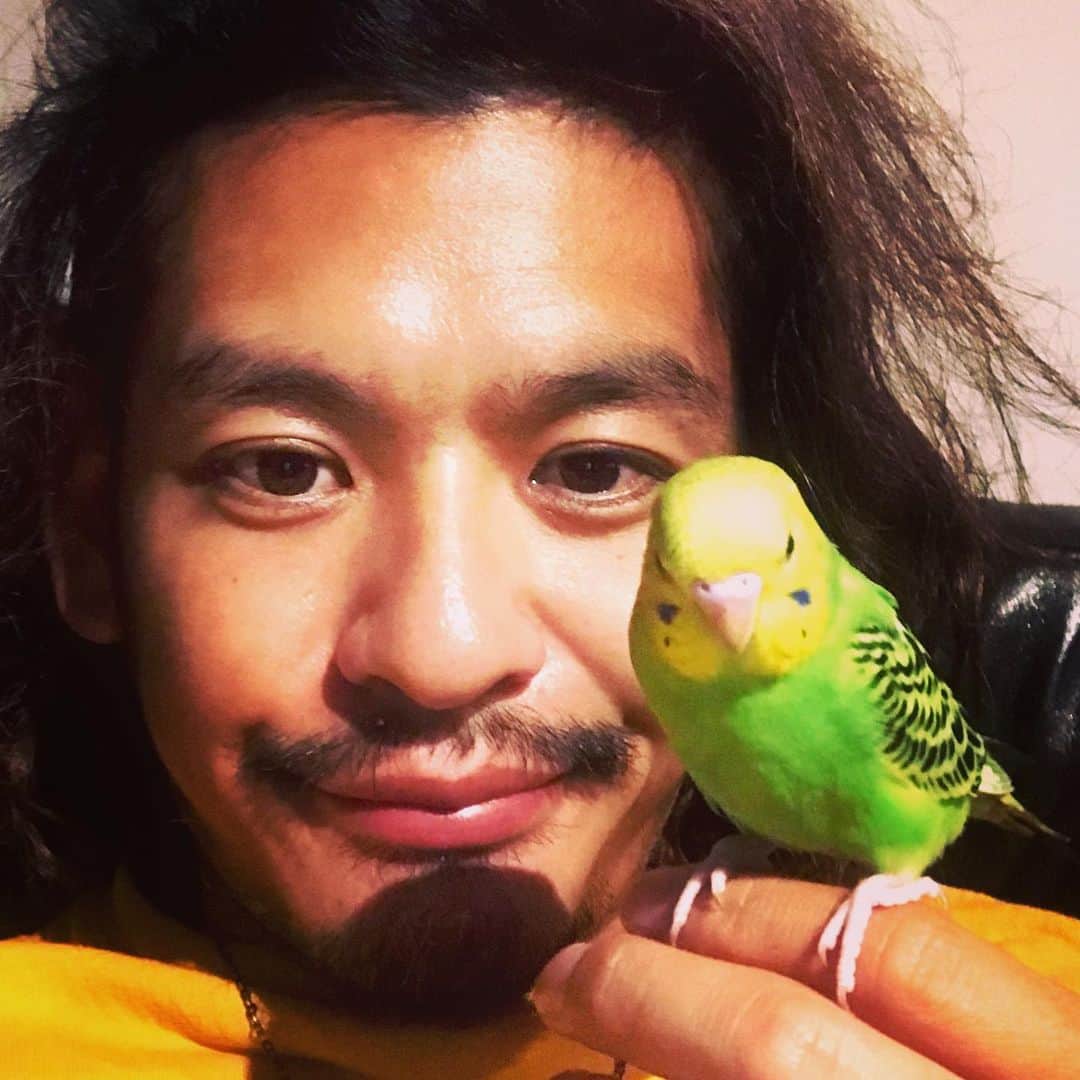 のインスタグラム：「#明けましておめでとうございます 🎍  今年もよろしくお願いします🙇‍♂️ 色々と迷いがありましたが、#セキセイインコ を再び飼い始めました。🐤 愛鳥ピーちゃんが亡くなって2ヶ月半。生後2ヶ月のインコに出会い、縁を感じで飼い始めました。  また同じ思いをさせないか不安ですが。。。詳しくはblogに書きました。✍️ストーリーから。  #鳥 #愛鳥 #インコ #ペット」
