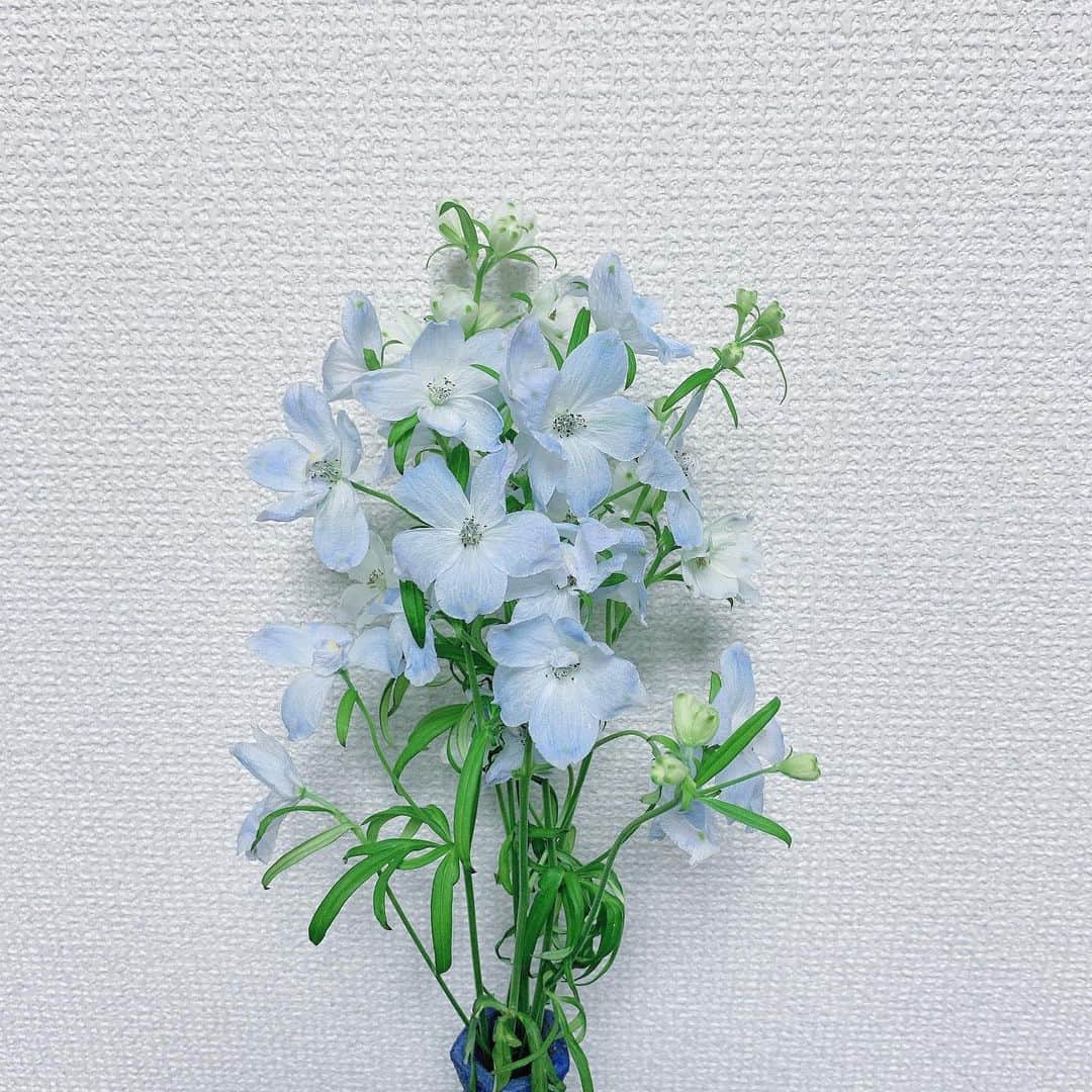 久保陽香さんのインスタグラム写真 - (久保陽香Instagram)「綺麗な水色のお花。  なかなか青いお花に出会えないから 見つけると迷わず買っちゃいます。 蕾が咲くのも楽しみだな〜  #デルフィニウム #くぼお花」1月31日 21時24分 - kubo_haru