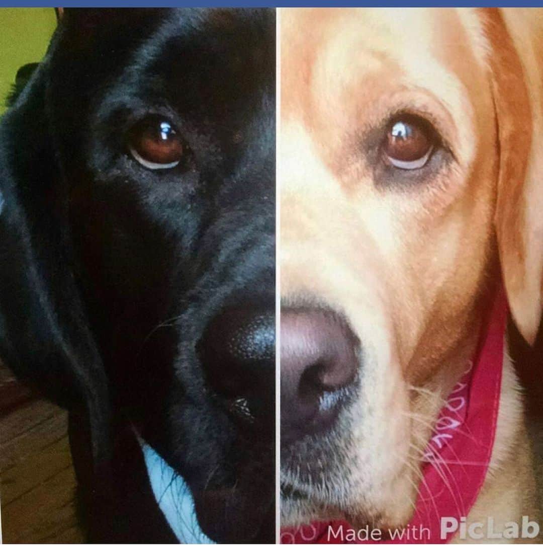 Jake And Gingerさんのインスタグラム写真 - (Jake And GingerInstagram)「You complete me ❤️❤️ #labradorretriever #labsofinstagram #lovequotes #dogsofinstagram #foryou #foryoupage #animals #doglife #doglovers #doglove」1月31日 21時30分 - jake_n_ginger