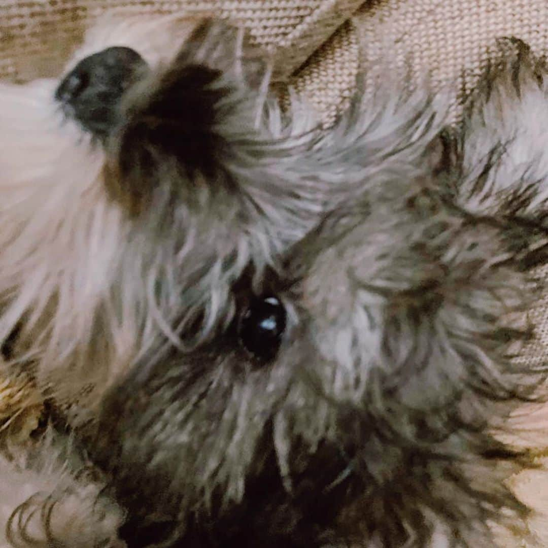 押尾学さんのインスタグラム写真 - (押尾学Instagram)「新しいファミリー🐶❣️❣️ #ミニチュアシュナウザー  #instadog #instagood #dogsofinstagram #minitureschnauzer @ishii.koichi」1月31日 20時17分 - manabuoshio_official