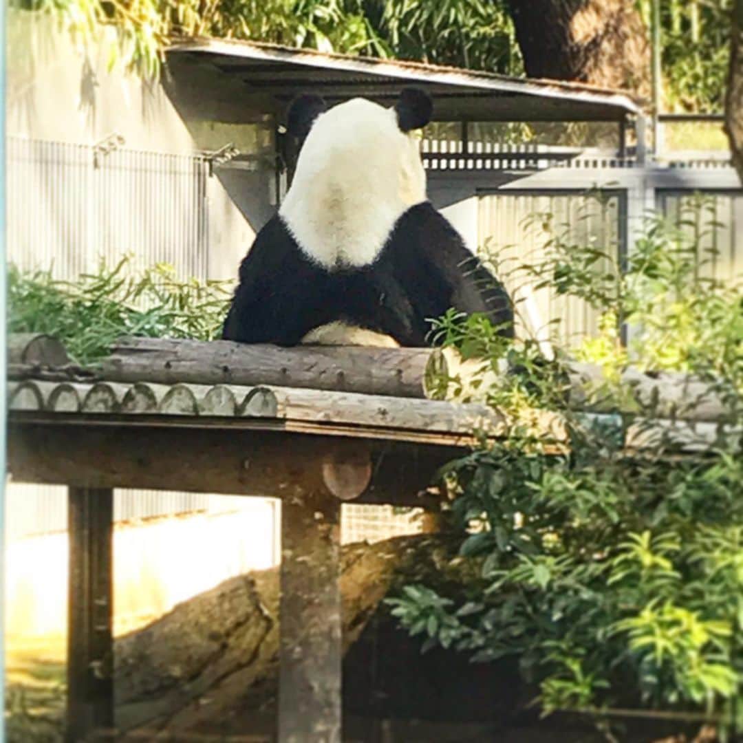 川原亜矢子のインスタグラム：「Ｉmet Riri again 🐼🌈 #uenozoo #giantpanda #riri #上野動物園　#ジャイアントパンダ　#リーリー　#朝活　#ブランケット　#川原亜矢子」
