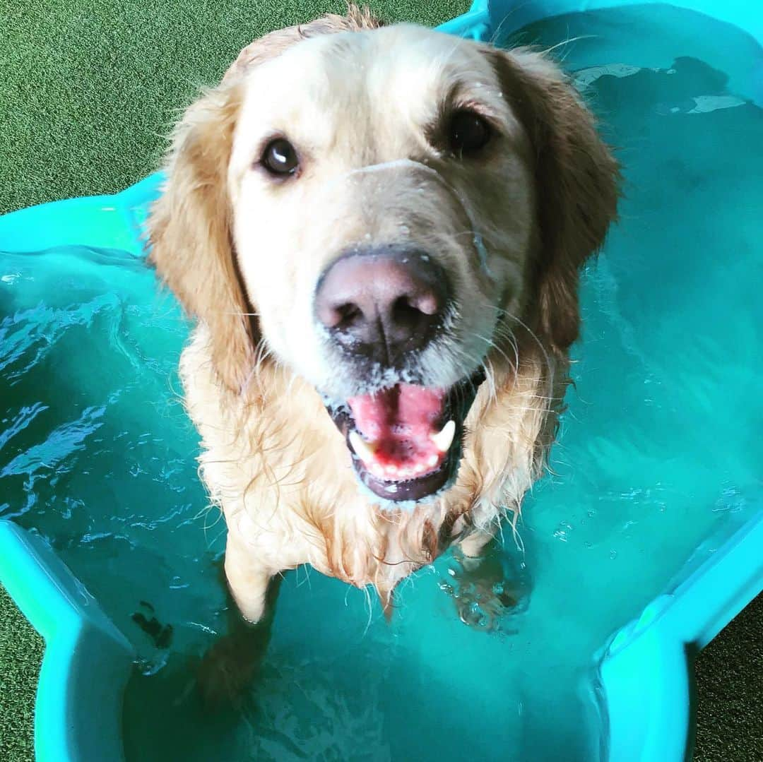 アンナ・ハウスさんのインスタグラム写真 - (アンナ・ハウスInstagram)「Born Loyal 💓 Bonded for life. Love the pool set up @beachesjetsetpets and report cards #goldenretriever #beautiful #happy #loyal」1月31日 21時10分 - yomania