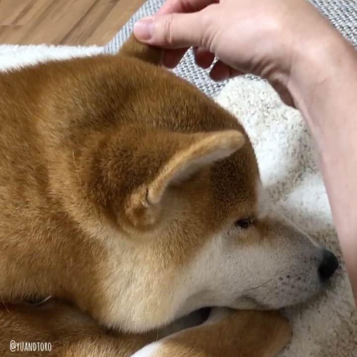 ゆうとろ（柴犬ゆうと猫のとろ）のインスタグラム