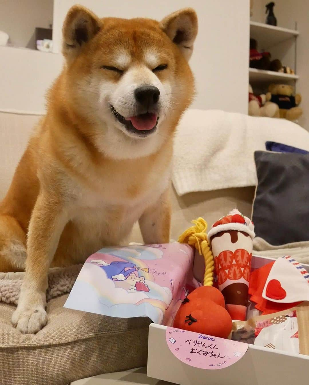 shibainu berryさんのインスタグラム写真 - (shibainu berryInstagram)「New toy😆😍🎁 PECOBOX @pecobox_official届いたよ〜🎁 今回はバレンタイン💝めちゃ可愛いー😍❤️ べりむくも大喜び😆🤗そんなにバトルなく遊んでました〜😅 #pecobox #❤️迷子犬の掲示板スタッフ @maigo_dog  #❤️迷子犬の掲示板四国 @maigo_dog_shikoku #めざせ迷子犬ゼロ👌 #柴犬 #べりやん #べりむく #多頭飼い #berry #shiba #shibainu  #shibainumania #shibastagram #instashiba #ぷにっと部 #口角キュキュッと部  #チーム俺様 →部員絶賛募集中 #shiba_snap #proudshibas #west_dog_japan #サンデイ #instagramjapan #ふわもこ部 #pecoいぬ部 #pecotv #buzzfeedanimals #dogsofinstagram #dogsofinstaworld」1月31日 12時28分 - shibainu.berry