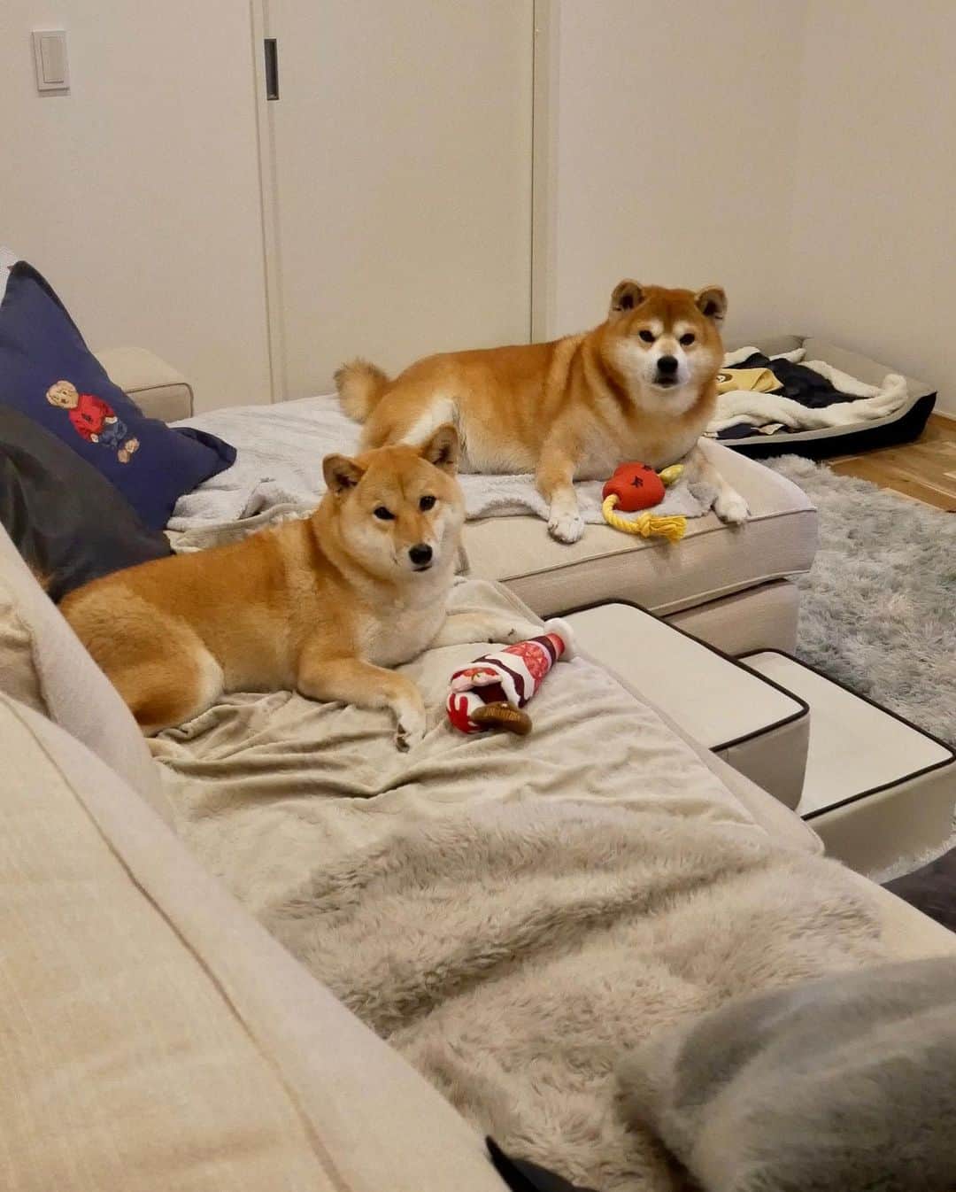 shibainu berryさんのインスタグラム写真 - (shibainu berryInstagram)「New toy😆😍🎁 PECOBOX @pecobox_official届いたよ〜🎁 今回はバレンタイン💝めちゃ可愛いー😍❤️ べりむくも大喜び😆🤗そんなにバトルなく遊んでました〜😅 #pecobox #❤️迷子犬の掲示板スタッフ @maigo_dog  #❤️迷子犬の掲示板四国 @maigo_dog_shikoku #めざせ迷子犬ゼロ👌 #柴犬 #べりやん #べりむく #多頭飼い #berry #shiba #shibainu  #shibainumania #shibastagram #instashiba #ぷにっと部 #口角キュキュッと部  #チーム俺様 →部員絶賛募集中 #shiba_snap #proudshibas #west_dog_japan #サンデイ #instagramjapan #ふわもこ部 #pecoいぬ部 #pecotv #buzzfeedanimals #dogsofinstagram #dogsofinstaworld」1月31日 12時28分 - shibainu.berry