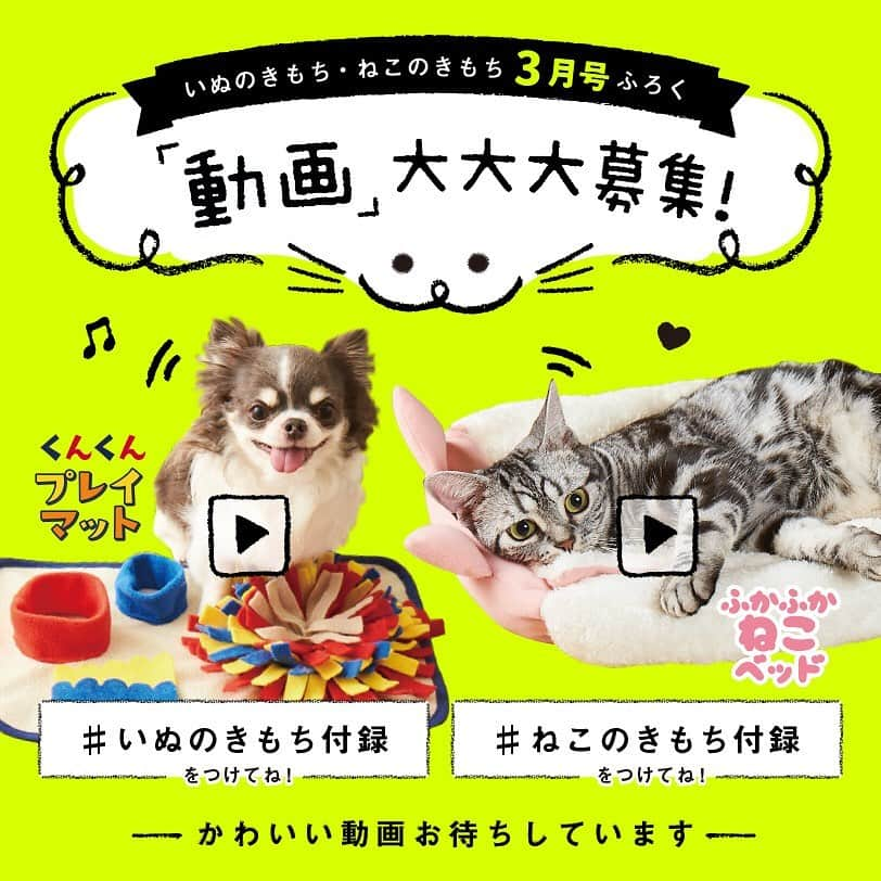 【公式】いぬのきもち・ねこのきもちのインスタグラム