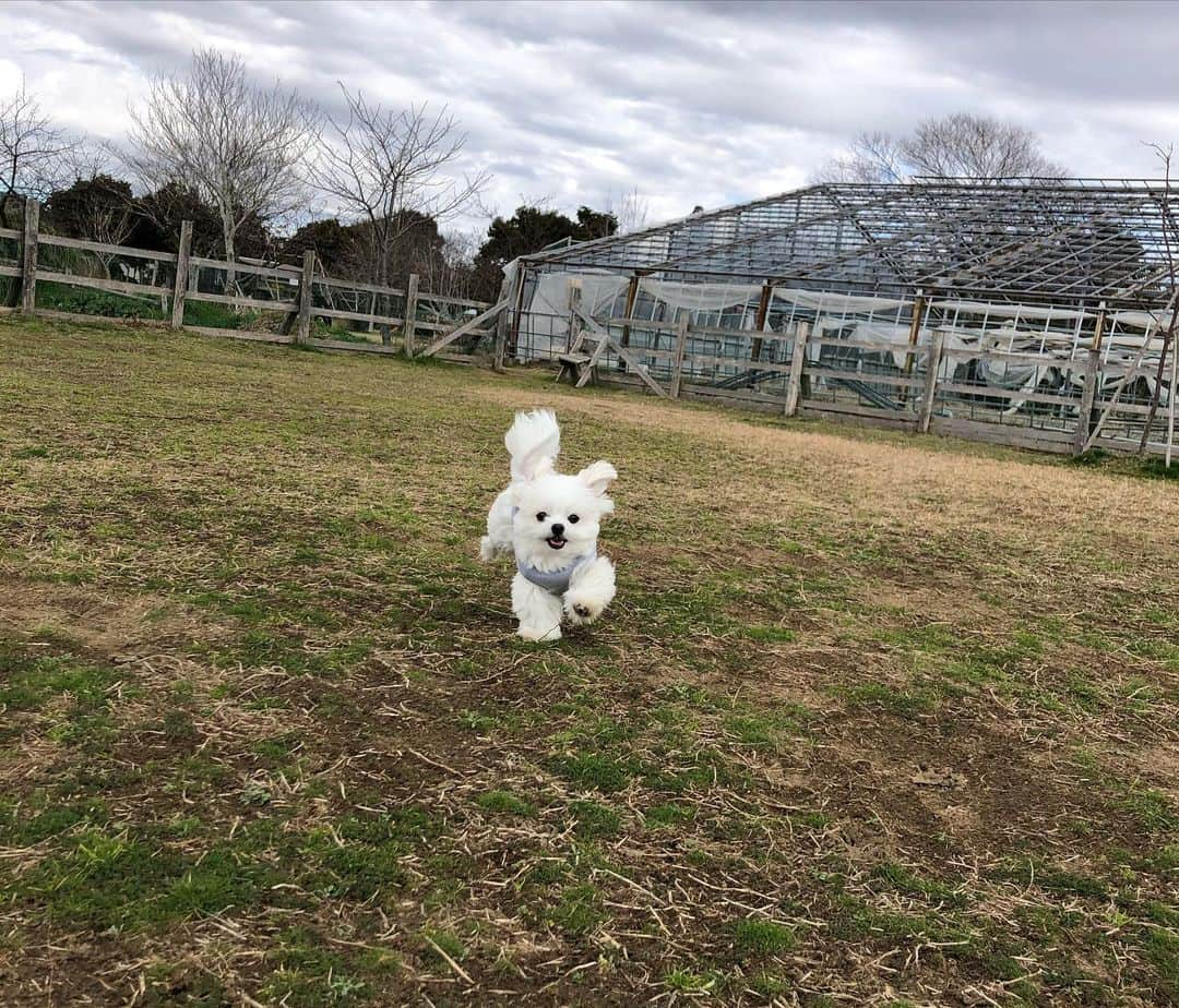 小野真弓さんのインスタグラム写真 - (小野真弓Instagram)「こんにちは🌈 九十九里ドライブ🌿 河津桜や梅が咲きはじめていましたよ🌸✨ 下道で、農産物直売所などを寄り道しながらのドライブです🚗千葉県は広い！😲 まだまだ知らない場所が沢山です😍 #千葉ドライブ#千葉県#九十九里ハーブガーデン #いわしピザ#チワワ#チワマル#千葉わんこ#わんこok#ドッグラン#休日#dogstagram #doglover #dogpark #chihuahua #maltese #mixdog いい香りに、わくわくのハナハル🐶🐶✨😋」1月31日 13時20分 - hanaharuaroi