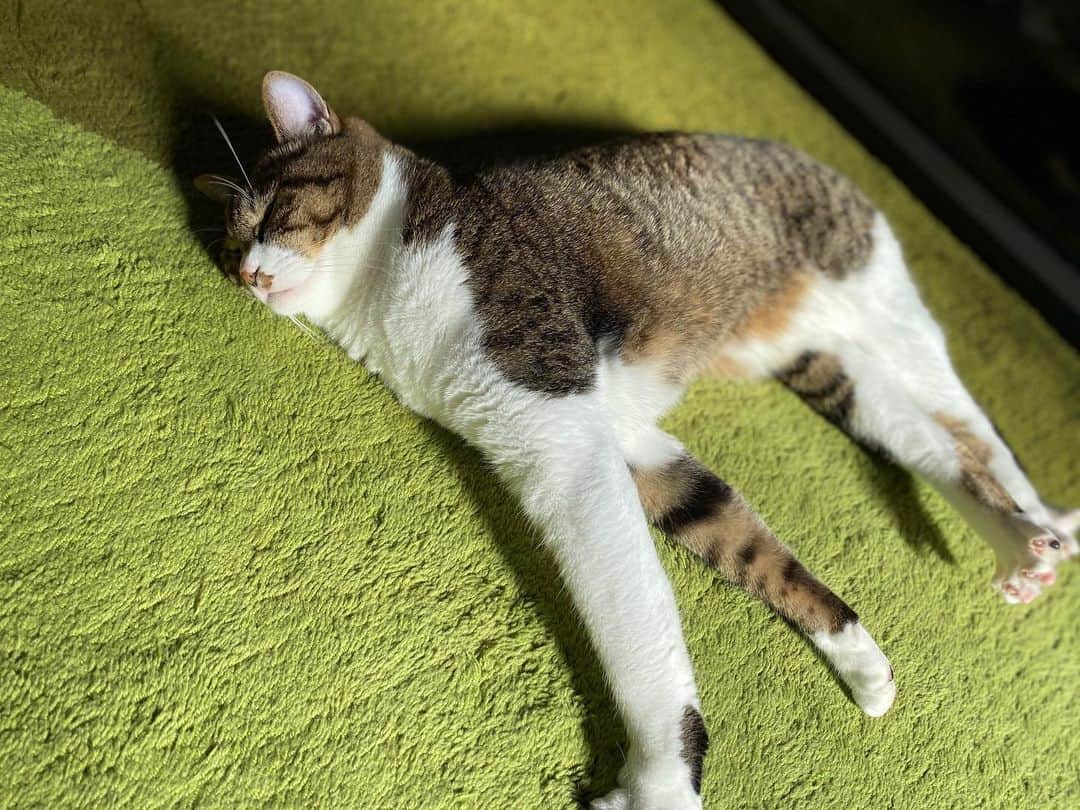 野本かりあのインスタグラム：「日向ぼっこによって、形がコロコロと変わる造形物。 #lukarly #catstagram #にゃんすたぐらむ」