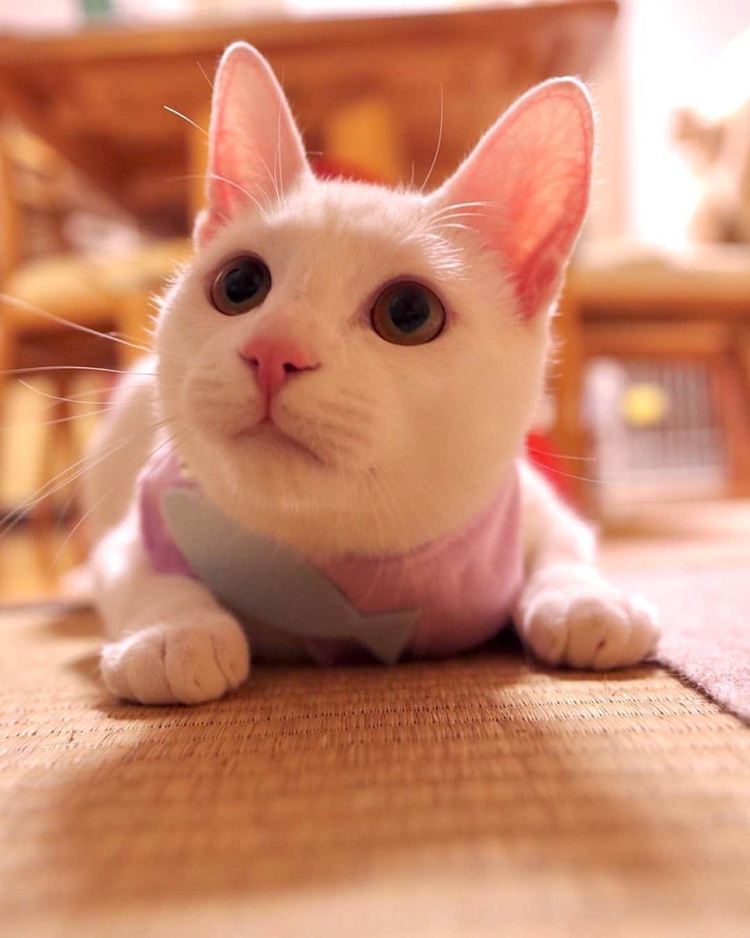 MiawMiawのインスタグラム：「こんにちは😊♪⁣ ミャウミャウ公式アカウントです🐈⁣ ⁣ ただいま開催中のフォトコンテストの応募の中から⁣ 【 #ドレスパーティーmiawmiaw 】を⁣ 付けていただいた方のフォトをご紹介いたします！⁣ ⁣ ━･･━･･━･･━･･━･･━･･━⁣ photo： @mjunko9003 さん⁣ ━･･━･･━･･━･･━･･━･･━⁣ ⁣ くりくりお目めの上目遣いがキュート😻💕⁣ お魚の襟巻もお似合いです♡⁣ ⁣ ご応募ありがとうございました📷✨⁣ ⁣ _______________________________________⁣ ⁣ ＼MiawMiaw ドレスParty@インスタ フォトコンテスト開催中！／⁣ 限定商品『MiawMiaw Precious(ミャウミャウ プレシャス )　パーティーボックス』⁣ を購入してドレスパーティーに参加しよう😻🎀⁣ ⁣ 商品に付属の全8種類のパーティーウエアのうち、1種類以上を身につけた⁣ かわいい猫ちゃんを投稿して豪華賞品をGET🎁✨⁣ ⁣ 皆さまのご参加をお待ちしております🐈💓⁣ ⁣ ＜参加方法＞⁣ ① @miawmiaw_series (ミャウミャウ公式アカウント)をフォロー⁣ ② 『MiawMiaw Precious(ミャウミャウ プレシャス )　パーティーボックス』⁣ をご購入頂き、ボックスに入っているパーティーウエアを身に着けた猫ちゃんのお写真を撮影する⁣ ③ 下記のフォトコン専用ハッシュタグを付けて投稿する（複数応募・複数枚投稿可）⁣ ※キャンペーン期間外(過去投稿)の投稿に応募ハッシュタグを付けた場合はキャンペーンの応募対象外とさせていただきます。ご了承ください。⁣ ※並行して開催中のフォトコンテストへ同時にご応募いただくことも可能です。⁣ ⁣ ＜フォトコン専用ハッシュタグ＞⁣ #ドレスパーティーmiawmiaw⁣ ※「miawmiaw」を付けていただかないと今回の応募の対象になりませんのでご注意ください。⁣ ⁣ フォトコンテスト期間中、指定のハッシュタグでご参加いただいている方を、⁣ 当アカウントでご紹介させていただくこともございます💛⁣ ⁣ ＜募集期間＞⁣ 2019年11月1日(金)～2020年1月31日(金)23:59まで⁣ ⁣ ＜賞品＞⁣ 大賞✨（3名さま）おしゃれな猫ちゃん用限定ウエア＋MiawMiaw商品詰め合わせ⁣ ※賞品の画像はイメージです。変更になる場合がございます。⁣ ⁣ ＜入選者様へのご連絡＞⁣ 入選者発表は2⽉下旬を予定しております。⁣ 入選者の⽅には Instagram上のDMにてご連絡致します。⁣ ⁣ ＜ご注意＞⁣ ＊本キャンペーンにご参加いただくことにより、本募集要項に同意いただいたものとみなします（未成年の方については、親権者に同意いただいたものとみなします）。⁣ ＊本キャンペーンは、限定商品『MiawMiaw Precious(ミャウミャウ プレシャス )　パーティーボックス』をご購入いただいた方限定のキャンペーンになります。⁣ ＊選考時に、アカウントフォロー及び指定のハッシュタグ投稿を継続いただいていることが確認できない場合、選考の対象から外れることがあります。フォトコンテスト終了からおおむね1か月程度、参加条件に達する状態を継続いただくことをお勧めします。⁣ ＊アカウントを非公開設定にしている場合は選考対象外となります。⁣ ＊再選考は行いません。⁣ ＊入選者は、配送の都合で日本国内にお住まいの方に限らせていただきます。⁣ ＊企業アカウントからのご応募は選考対象外となります。⁣ ＊賞品の返品・交換はできませんのでご了承くださいませ。⁣ ＊賞品の転売は禁止させていただきます。⁣ ＊通信環境の問題でDMが不着となった場合、又はご当選通知のDMに記載の手続きを履行いただけない場合、ご入選の資格は無効となります。⁣ ＊賞品画像はイメージとなります。⁣ ＊本キャンペーン参加にあたって生じるインターネット接続料や通信料、当選連絡DMに記載の手続を履践するにあたって生じる諸費用は、ご本人様の負担となります。⁣ ＊本キャンペーンで投稿いただいた写真や動画は、当社公式Instagramアカウントにてご紹介させていただく場合がございます。なお、このご紹介は選考結果とは関係がありません。⁣ ⁣ たくさんのご応募お待ちしております！⁣ ⁣ #miawmiaw #ミャウミャウ⁣ #ドレスパーティーmiawmiaw #miawmiawprecious⁣ #フォトコンテスト #コンテスト #プレゼント企画 #プレゼント #プレゼントキャンペーン #キャンペーン開催中 #キャンペーン #お洒落ねこ #ドレスパーティー #ねこのいる生活 #ねこばか #ネコ好き #猫 #ねこ #ネコ #にゃんこ #猫部 #ねこ部 #キャットフード #猫好きさんと繋がりたい #猫好き #にゃんこ部 #にゃんすたぐらむ #ねこすたぐらむ #にゃー」