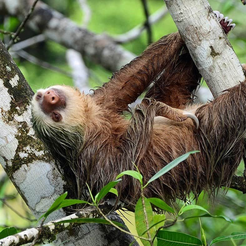 アメリカ自然史博物館さんのインスタグラム写真 - (アメリカ自然史博物館Instagram)「Are you starting to feel like a sloth as we approach the end of the week? This drowsy critter sleeps up to 20 hours a day—and when it wakes up, it typically move less than 300 feet (91 meters). Where does it go when it awakens, and why? It usually takes to the ground to find a spot to defecate before taking another nap. A sloth rarely hustles faster than 0.31–0.36 miles per hour. Photo: Geoff Gallice, Hoffmann's two-toed sloth (Choloepus hoffmanni) pictured」1月31日 14時13分 - amnh