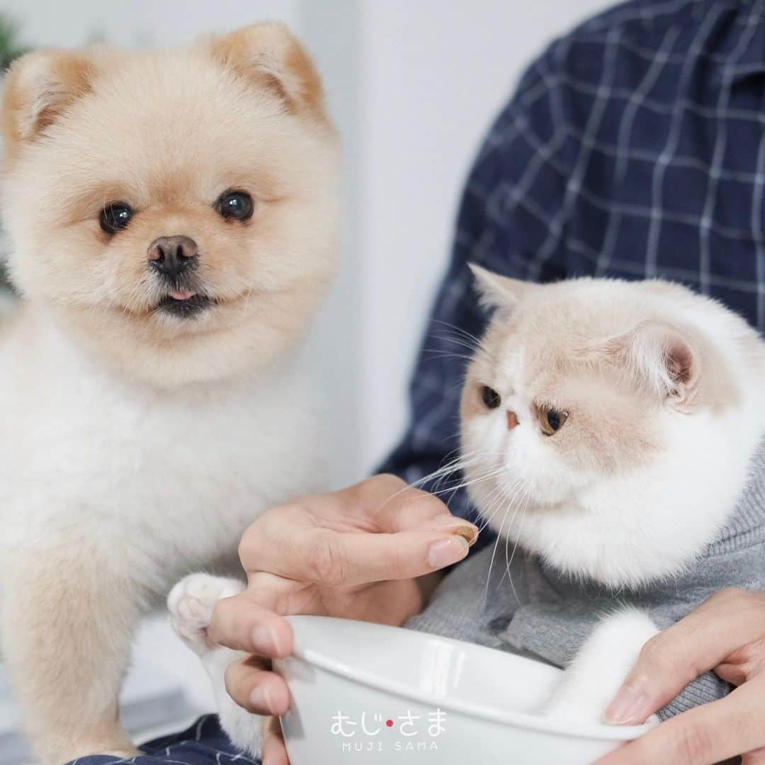 むじさまさんのインスタグラム写真 - (むじさまInstagram)「Time to eat 🍚 #mumaru #mujisama #nutrience #nutriencethailand」1月31日 15時35分 - mujisama