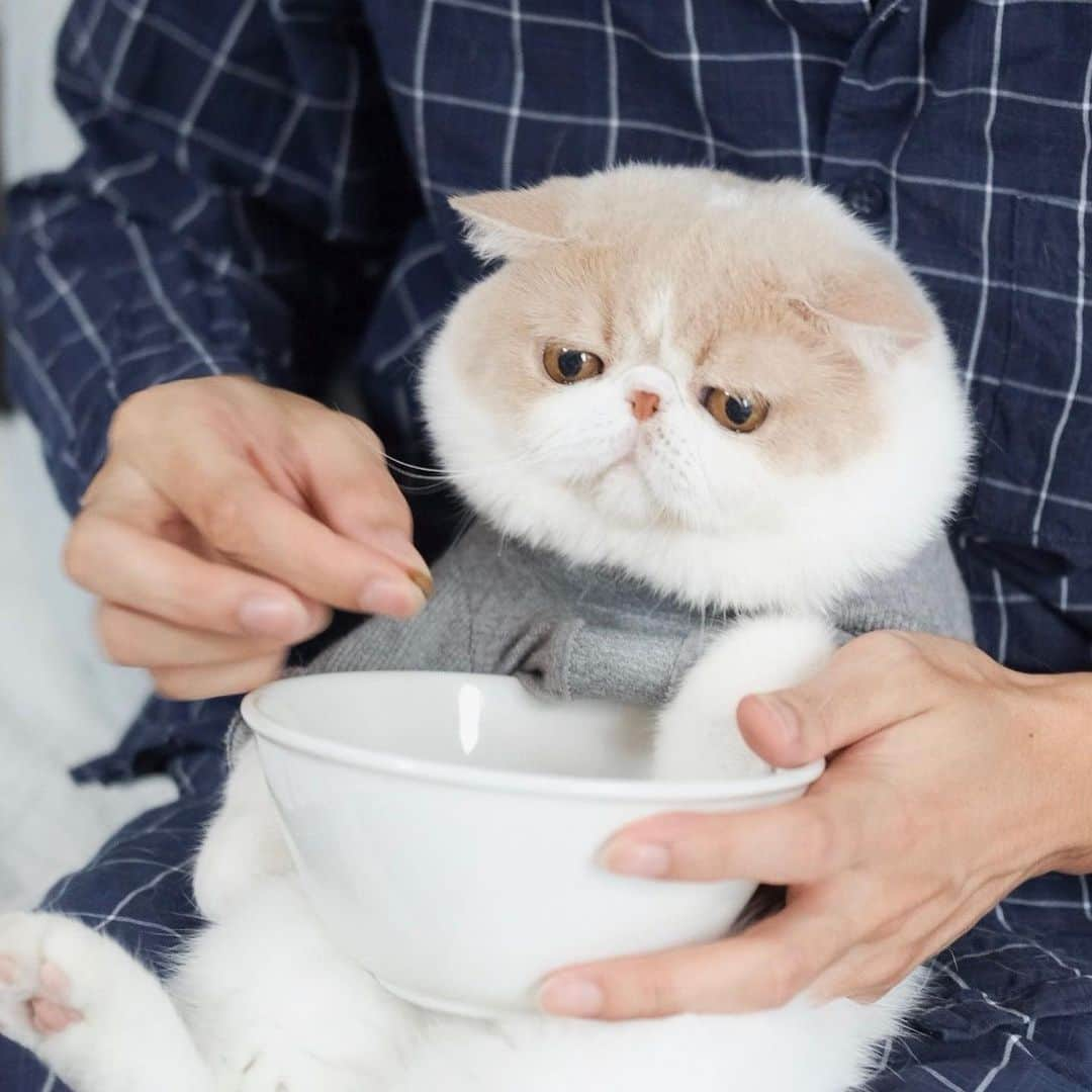 むじさまさんのインスタグラム写真 - (むじさまInstagram)「Time to eat 🍚 #mumaru #mujisama #nutrience #nutriencethailand」1月31日 15時35分 - mujisama