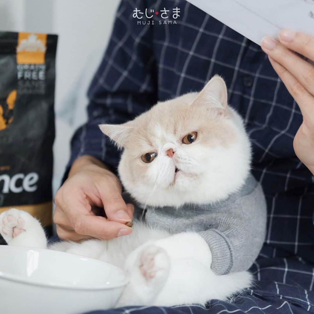 むじさまさんのインスタグラム写真 - (むじさまInstagram)「Time to eat 🍚 #mumaru #mujisama #nutrience #nutriencethailand」1月31日 15時35分 - mujisama