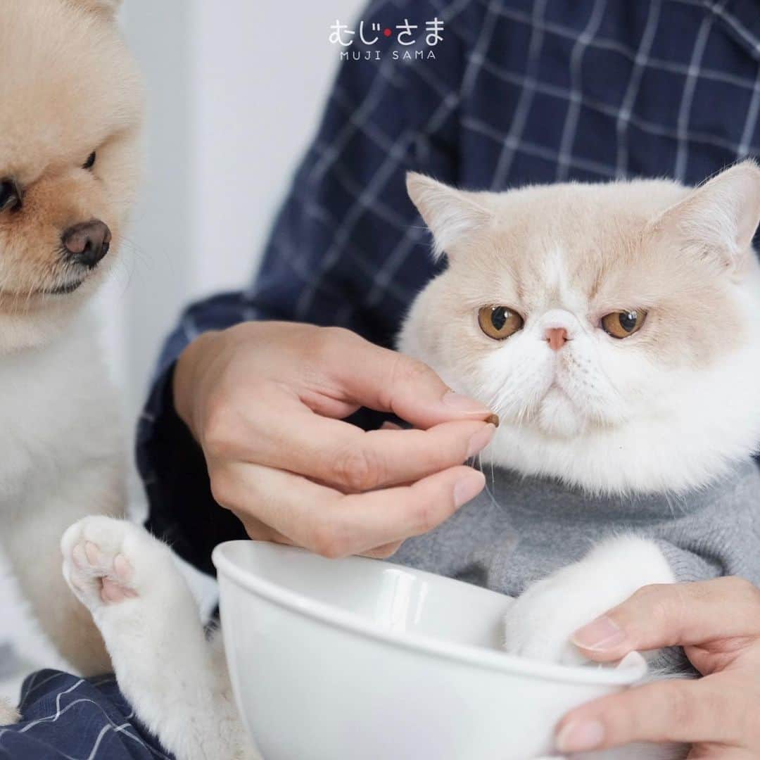 むじさまさんのインスタグラム写真 - (むじさまInstagram)「Time to eat 🍚 #mumaru #mujisama #nutrience #nutriencethailand」1月31日 15時35分 - mujisama