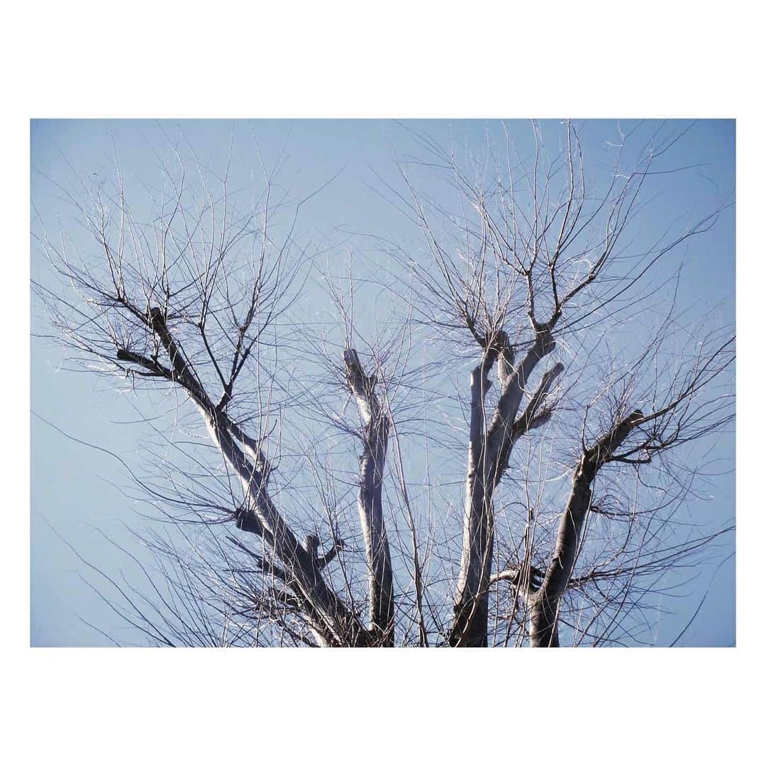 花村怜美のインスタグラム：「#木 #枯れ木 #空 #自然 #景色 #風景 #leaflesstree #tree #sky #silver #skystagram #nature #japan」