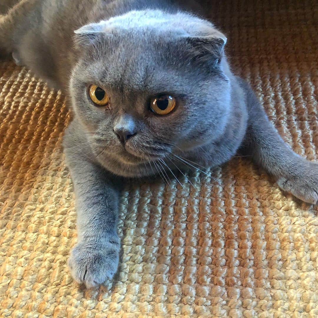 のインスタグラム：「2020 resolution- gain more weight. 😸#goals #realistic #newyearresolution」