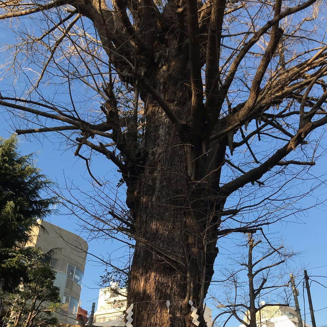 濱田将充さんのインスタグラム写真 - (濱田将充Instagram)「千駄ヶ谷 鳩森八幡神社 富士塚 御神木の大銀杏」1月31日 17時16分 - masamichihamada