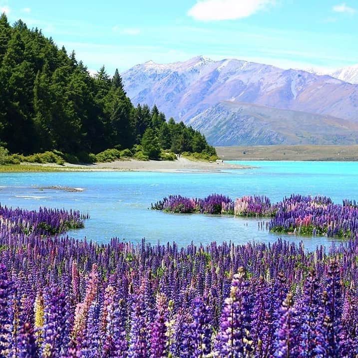 ANAさんのインスタグラム写真 - (ANAInstagram)「湖を彩るルピナスの花畑💐 （Photo：@nknk_riri）  #ミルキーブルーの湖 #テカポ湖 #テカポ #ニュージーランド #ルピナス #ミルキーブルー #乳白色 #湖 #自然 #海外旅行 #旅好きな人と繋がりたい #綺麗な景色 #感動 #ダレカニミセタイケシキ #anaタビキブン #laketekapo #newzealand #lupinus #milkyblue #lake #beautiful #trip #travel #ana_jp  旅の思い出は「#anaタビキブン」をつけて投稿してね✨インスタやANAの各メディアでご紹介していきます💙」1月31日 17時32分 - ana.japan