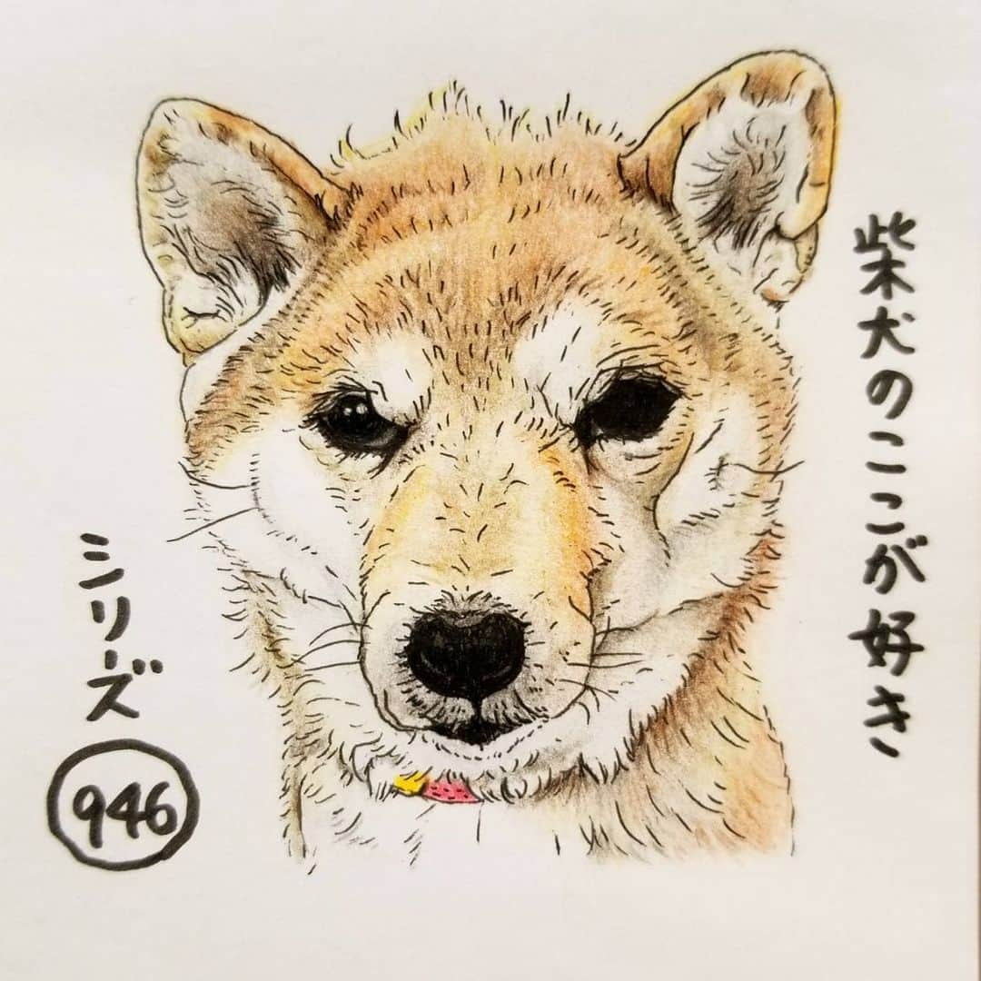 ハナとソラさんのインスタグラム写真 - (ハナとソラInstagram)「#ここ柴部 『柴犬のここが好きシリーズ946』 頭をワシャワシャされると 頭頂部が毛羽立って パンクな髪型になるとこ。  革ジャンとか似合いそう？  そんなにとんがってないんですけど～ * No.946 “Spiky hairstyle.” * モデルは @pericoco1469 さんとこのココちゃんです💕 #柴犬のここが好き #favoritepartsofshibainu #illustration #drowing #dogart #shibastagram #shibainu #colorpencil #spiky #柴犬 #イラスト #しばすたぐらむ #いらすとぐらむ #色鉛筆 #柴公園イラスト」1月31日 18時27分 - nsdikm_hanasora