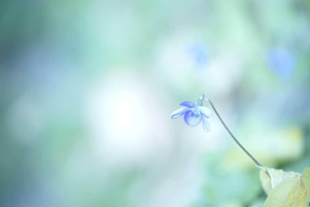 花の写真館のインスタグラム：「Photo by @yukinoharumi.⠀ https://instagram.com/yukinoharumi/⠀ .⠀ Original Post[投稿頂いたURL]⠀ https://www.instagram.com/p/B5xcYL-AzMc/⠀ .⠀ 本アカウントは、 #私の花の写真 をつけてInstagramに投稿された皆さまの花の写真や、「花の写真館」Facebookページで投稿された花の写真を紹介します。⠀ 「花の写真館」Facebookページは、「 @floral.photograph 」のプロフィールにあるURLからご覧ください。⠀ .⠀ #花の写真館 #floralphotograph #floralphoto #flower #flowers⠀ Follow: @floral.photograph」