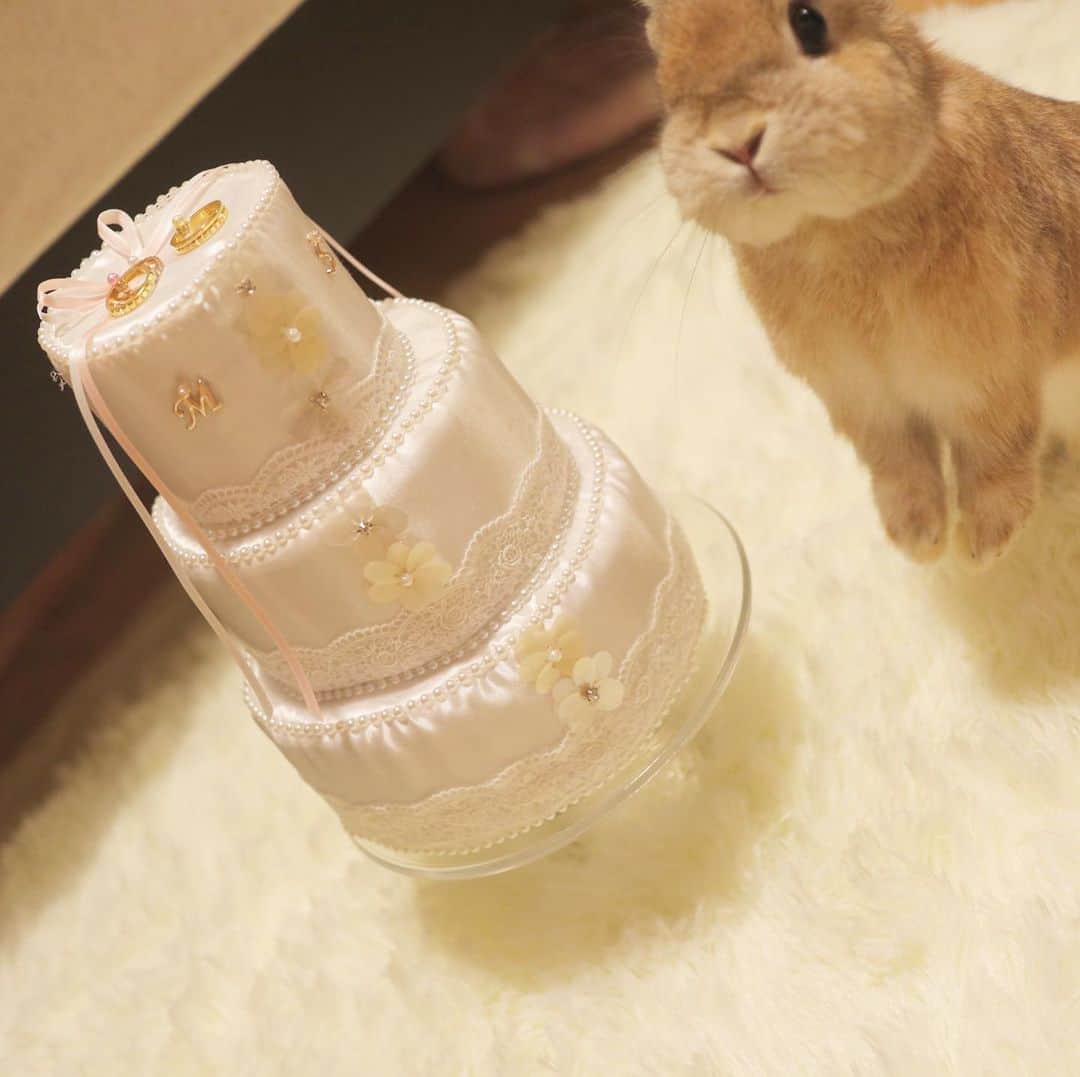 うー & なー ❤️ウチムラさんのインスタグラム写真 - (うー & なー ❤️ウチムラInstagram)「* 🐰🎀「ケーキ、、、、♡」 * このケーキは叔母に頼んで作ってもらった リングピローです🎂💕 * 最近なーちゃんの体調ばかり気にしてますが💦 ウーとアンは元気いっぱい2人でコロコロ遊んでます♡ *  #bunny #rabbit  #animal  #pets #bunnystagram #rabbitstagram  #動物 #うさぎ #ネザーランドドワーフ #netherlanddwarf #オレンジ  #アンギーユ #アン #あんころ #アン子 #アン太郎 #canonEOSM100」1月27日 23時01分 - uu_una_mina