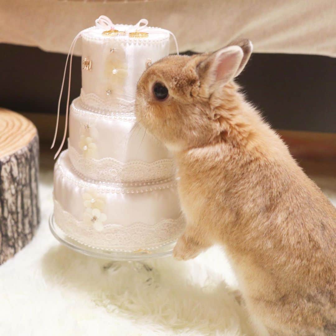うー & なー ❤️ウチムラさんのインスタグラム写真 - (うー & なー ❤️ウチムラInstagram)「* 🐰🎀「ケーキ、、、、♡」 * このケーキは叔母に頼んで作ってもらった リングピローです🎂💕 * 最近なーちゃんの体調ばかり気にしてますが💦 ウーとアンは元気いっぱい2人でコロコロ遊んでます♡ *  #bunny #rabbit  #animal  #pets #bunnystagram #rabbitstagram  #動物 #うさぎ #ネザーランドドワーフ #netherlanddwarf #オレンジ  #アンギーユ #アン #あんころ #アン子 #アン太郎 #canonEOSM100」1月27日 23時01分 - uu_una_mina