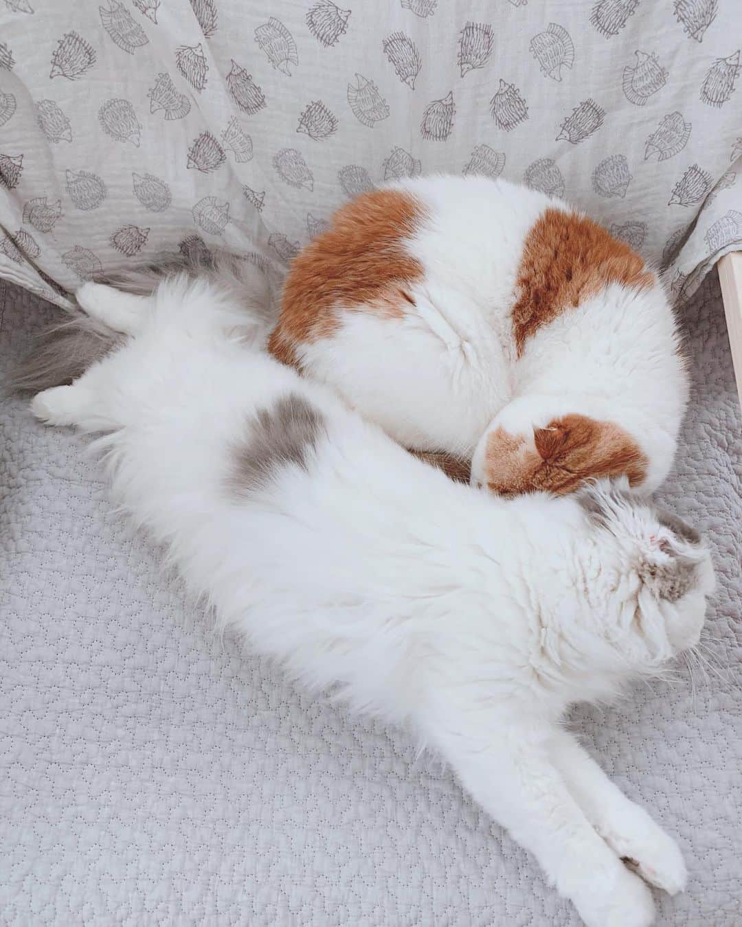 のんたさんのインスタグラム写真 - (のんたInstagram)「幸せなお昼寝タイム😴仲良しのんぱん ①〜④嬉しそうなぱん ⑤〜⑥ぼーちゃんは私の胸の上でぬくぬく 今日はみんなでのんびり過ごしました ・ #scottishfold #catstagram_japan #catsofinstagram #cats_of_instagram#catoftheday #ilovemycat #bestmeow #catlover #cutecat #kittensofinstagram #cute #スコティッシュフォールド」1月27日 23時07分 - utacci