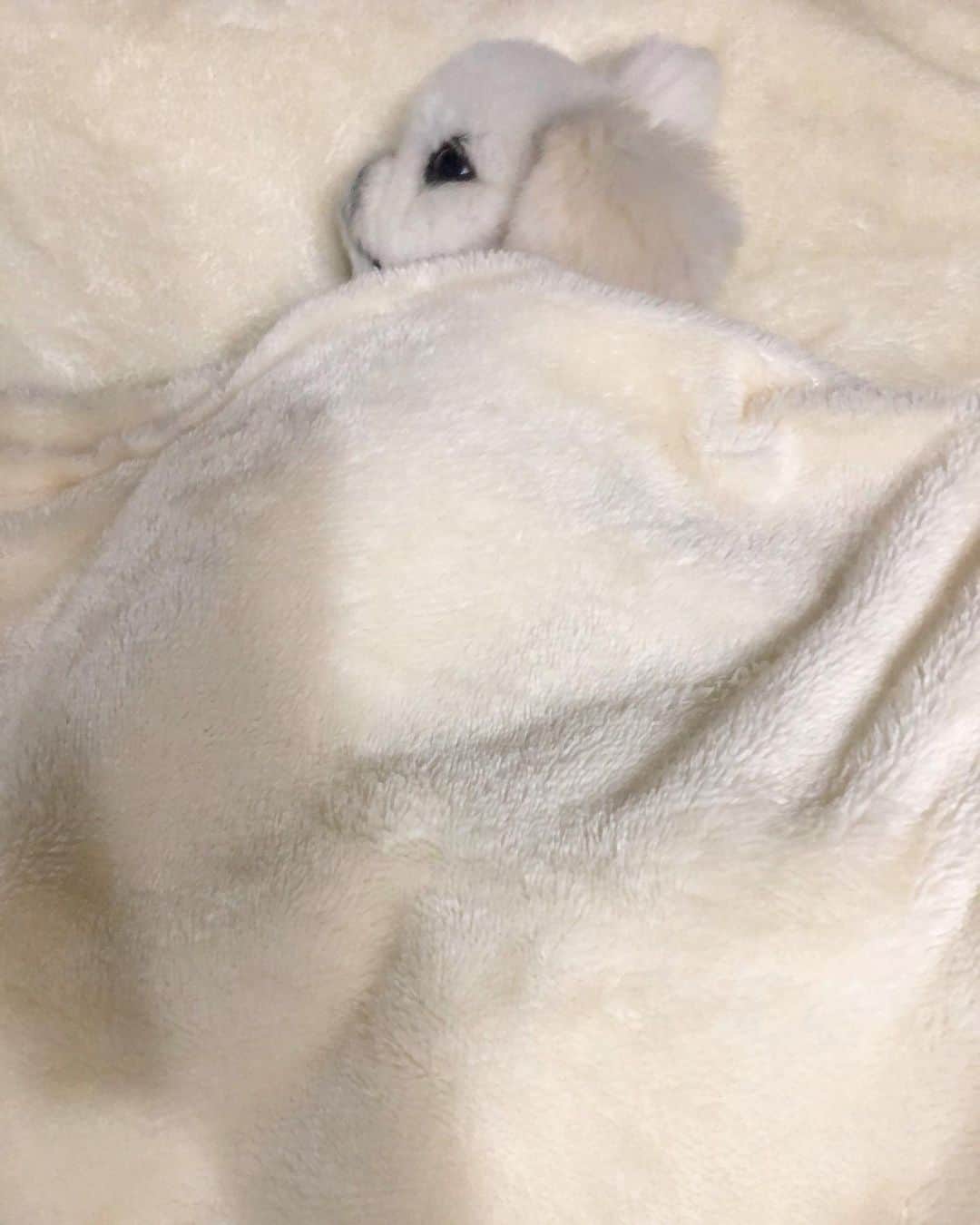 こなつのインスタグラム：「もふもふのお時間です🤤💭💭💭💭」