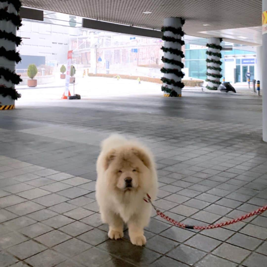 キム・ミニさんのインスタグラム写真 - (キム・ミニInstagram)「우리집 수호신 🦁 명절 내내 인기 독차지하느라 고생했어 청순아 ❤️ #청순일기 #댕댕이 #차우차우 #인형아님 #사자아님」1月27日 23時13分 - mimiwor