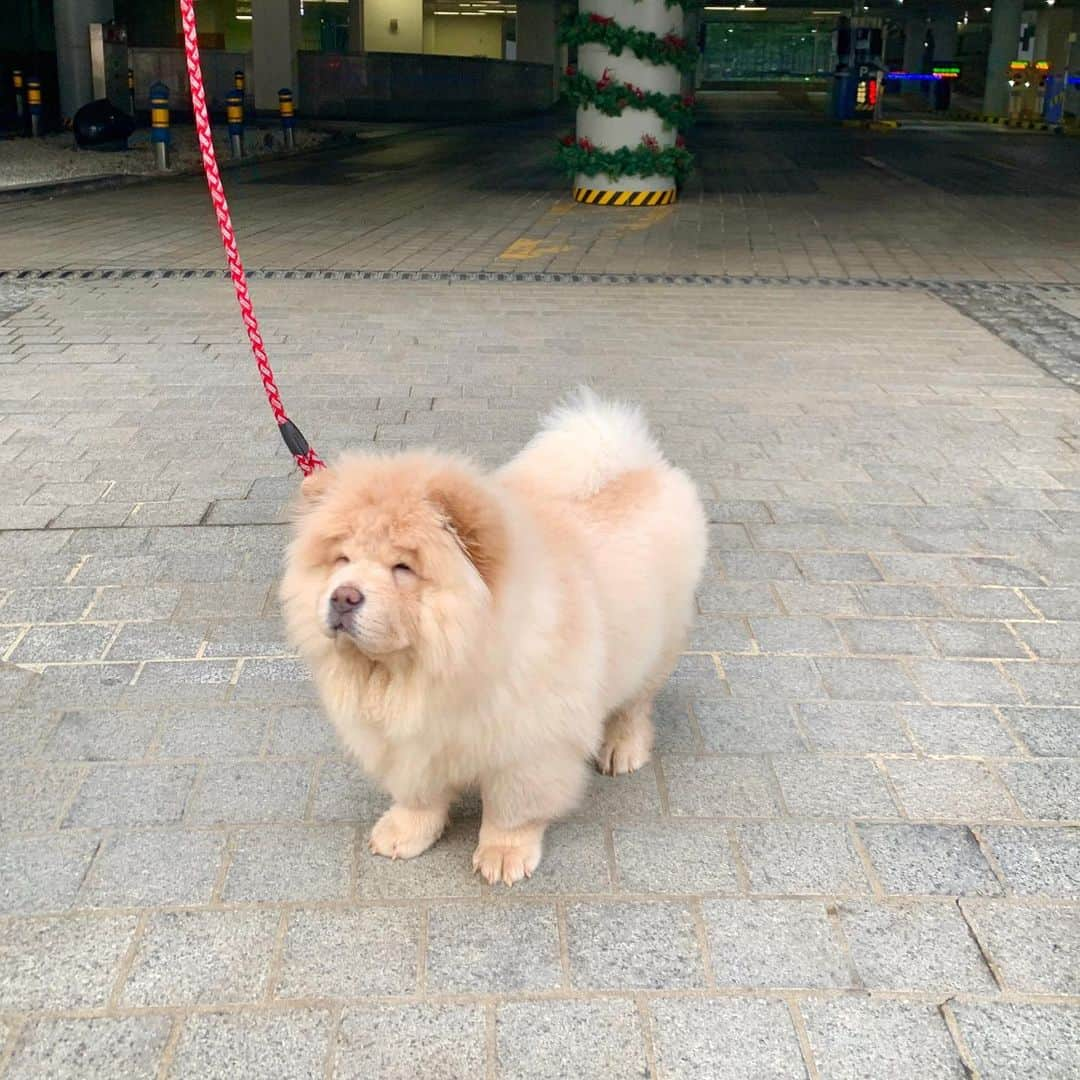 キム・ミニさんのインスタグラム写真 - (キム・ミニInstagram)「우리집 수호신 🦁 명절 내내 인기 독차지하느라 고생했어 청순아 ❤️ #청순일기 #댕댕이 #차우차우 #인형아님 #사자아님」1月27日 23時13分 - mimiwor