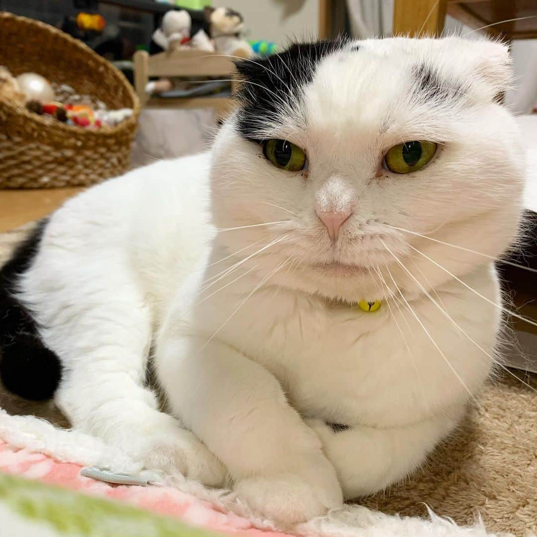 マロニーのインスタグラム：「マロニー＜　ふぁぁぁぁぁん😸 （あくび前の顔が！頬こけちゃってますよマロさん‼️新しい変顔🤪 いいあくびっぷり⭐️） #後ろの猫はぬいぐるみです🐈笑 #masyumaronatoni #猫　#ねこ　#ネコ　#cat #scottishfold #マロニー　#マロちゃん　#あくび　#もふもふ　#モフモフ　#マズル」