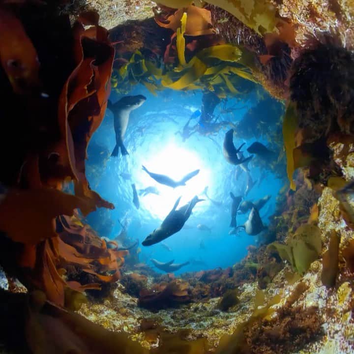 Thomas Peschakのインスタグラム：「I have photographed Cape Fur Seals off Cape Town for well over a decade (see last post), but this 360 video clip shot by my frequent collaborators @ottowhitehead and @animal_ocean is the most amazing thing I have seen for a while. A totally mesmerizing and enchanting look at one of Africa’s signature marine mammals. Give @ottowhitehead and @animal_ocean a follow for more incredible creative content !!!」