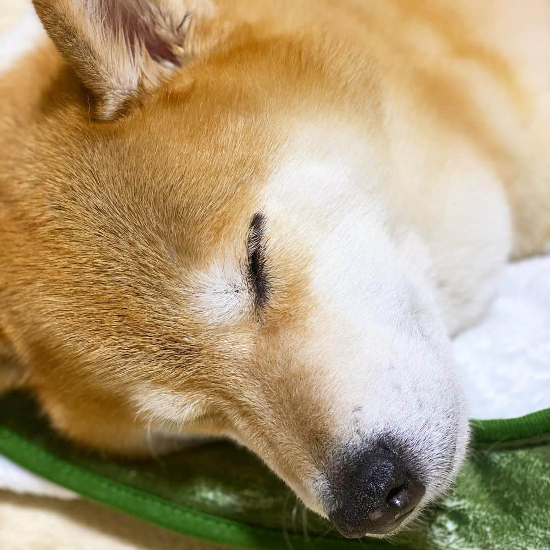 まる（まるたろう）さんのインスタグラム写真 - (まる（まるたろう）Instagram)「Good night!✨🐶💤✨早く明日の朝にならないかな〜☺️ #パパ5時に起きてね #いっぱい遊ぶんだから #パパは滑り台とカマクラ担当ね #まるは雪集めするね #もう大変だよ💦  #ふふふのふ」1月28日 0時06分 - marutaro