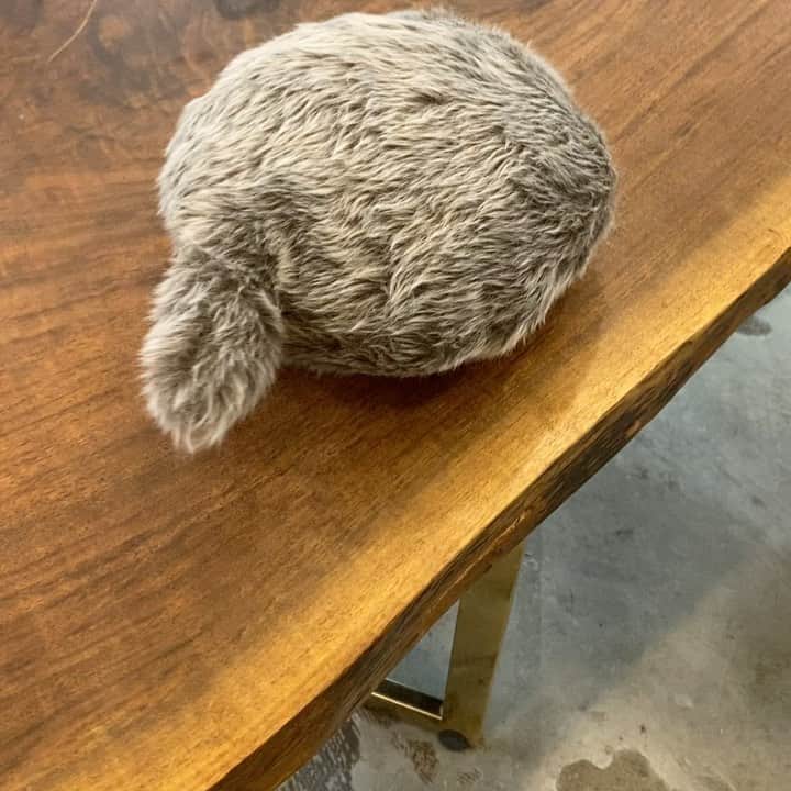 服部円のグルメインスタ