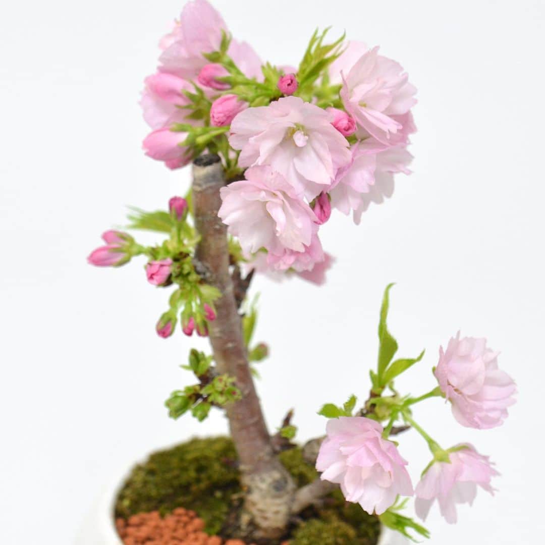 AOYAMA_HANAMOさんのインスタグラム写真 - (AOYAMA_HANAMOInstagram)「まだまだ寒い日が続きますが、一足早く春の季節を感じることができるフラワーギフトはいかがでしょう。 高さ25センチほどの小ぶりな桜の鉢植え（品種は旭山桜）です。ほとんどツボミの状態でお届けしますが、室温により早く開花が進みますので、薄桃色の花が開いていく姿を身近にお楽しみいただけます。2月下旬頃までのお取り扱いです。 東京は今日から明日にかけて、積雪の予報が出ていますね。皆さまどうぞあたたかくしてお過ごしください。 - - - #aoyamahanamo #flowers #flowershop #florist #instaflower #flowergram #flowerstagram #flowerlovers #花 #花屋 #生花店 #フラワー #ザ花部 #花のある暮らし #花のある生活 #花好きな人と繋がりたい #青山花茂 #桜 #鉢植え #旭山桜 #sakura #愛妻の日 #プレゼント #フラワーギフト #flowergift」1月27日 16時38分 - aoyama_hanamo