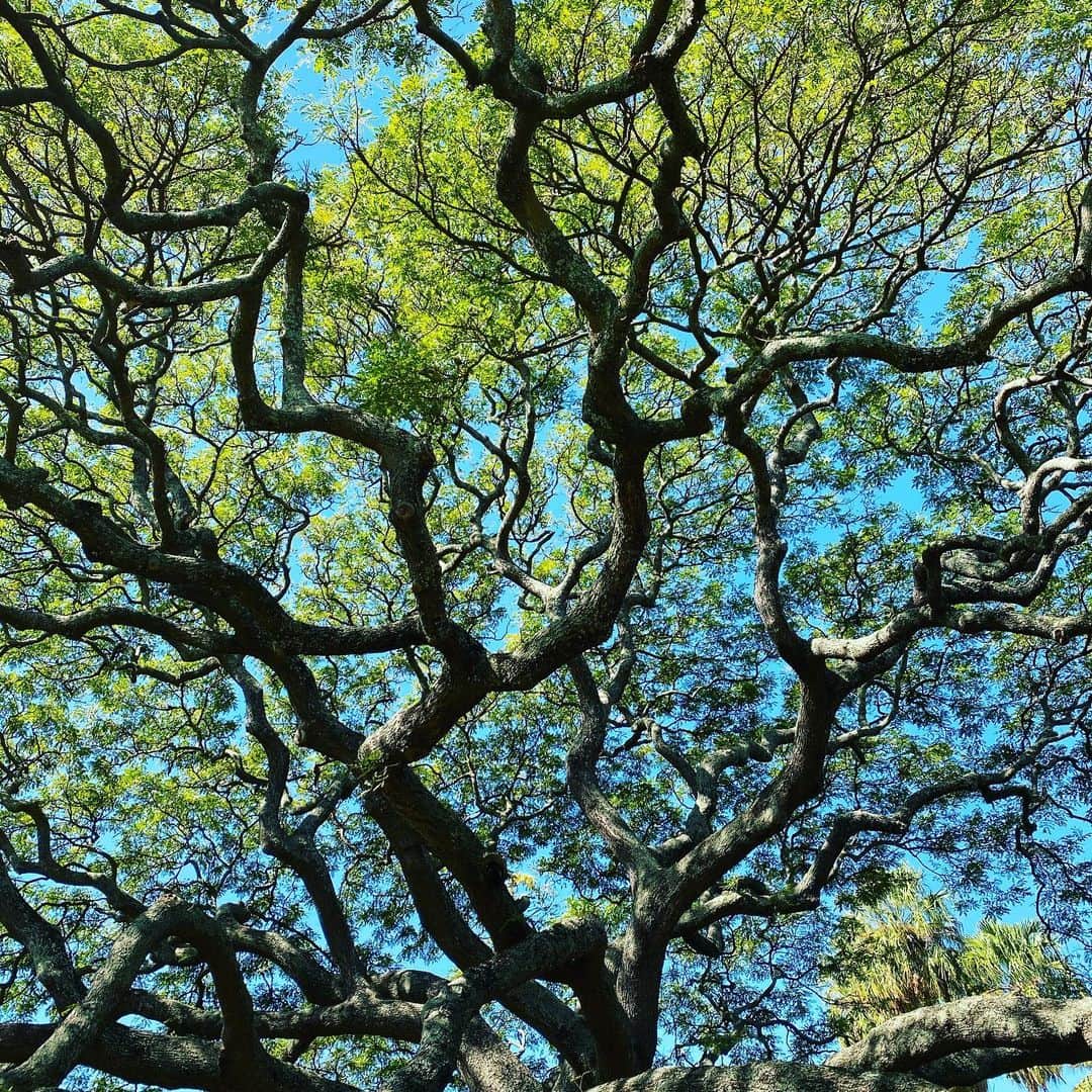 緒月遠麻さんのインスタグラム写真 - (緒月遠麻Instagram)「☺︎ 木の枝が血管に見えるなぁ~🤔 #木も生きているんだなぁ  #🌴🌳🌲 見知らぬ家族の写真撮ってる オヅキの写真添えて。  #写真撮りましょうかおばさん ⇧ こんなハッシュタグ出てきたー。  それ私ね。笑  #👩🏻 🤳」1月27日 16時49分 - toma_ozuki
