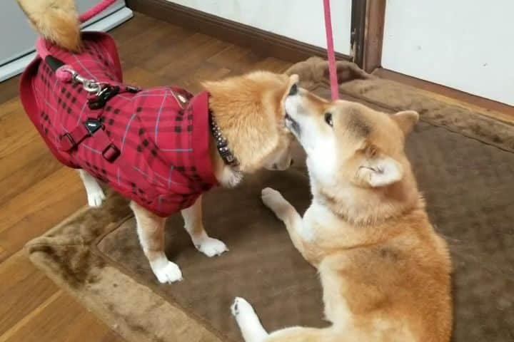 柴犬たま Shibainu Tamaのインスタグラム