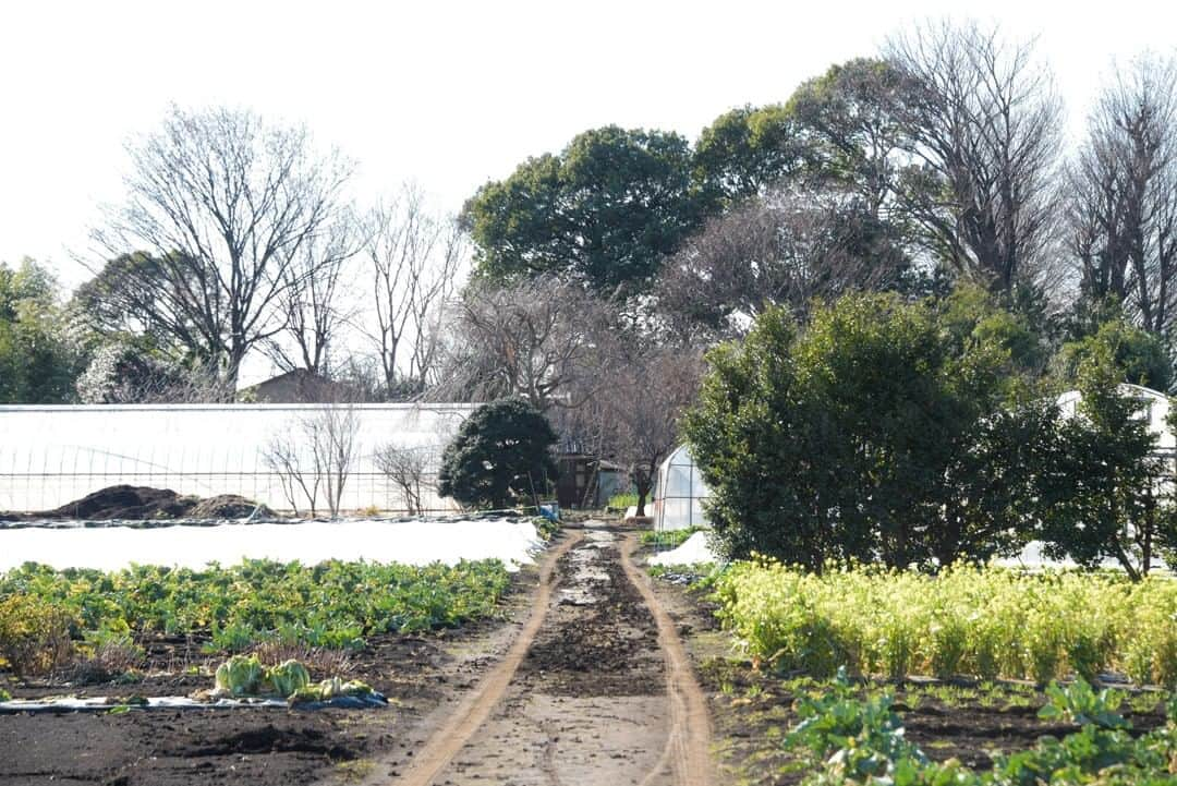 東京都庁広報課さんのインスタグラム写真 - (東京都庁広報課Instagram)「「清水農園（国分寺市）／Shimizu Farm (2020.1.9撮影)」最寄駅：鷹の台駅 　#都市農家 #こくベジ #農業 #地場野菜 #直売所 #Vegetables #玉川上水 #beautifuldestinations #tokyotrip #tokyotravel #passionpassport #tokyojapan #instatokyo #loves_nippon #phos_japan #bestjapanpics #cooljapan #japan_of_insta #discovertokyo #photo_jpn #東京観光 #東京旅行 #illgrammers #景色 #お出かけ #東京 #Tokyo #东京 #도쿄 #tokyogood」1月27日 17時00分 - tocho_koho_official