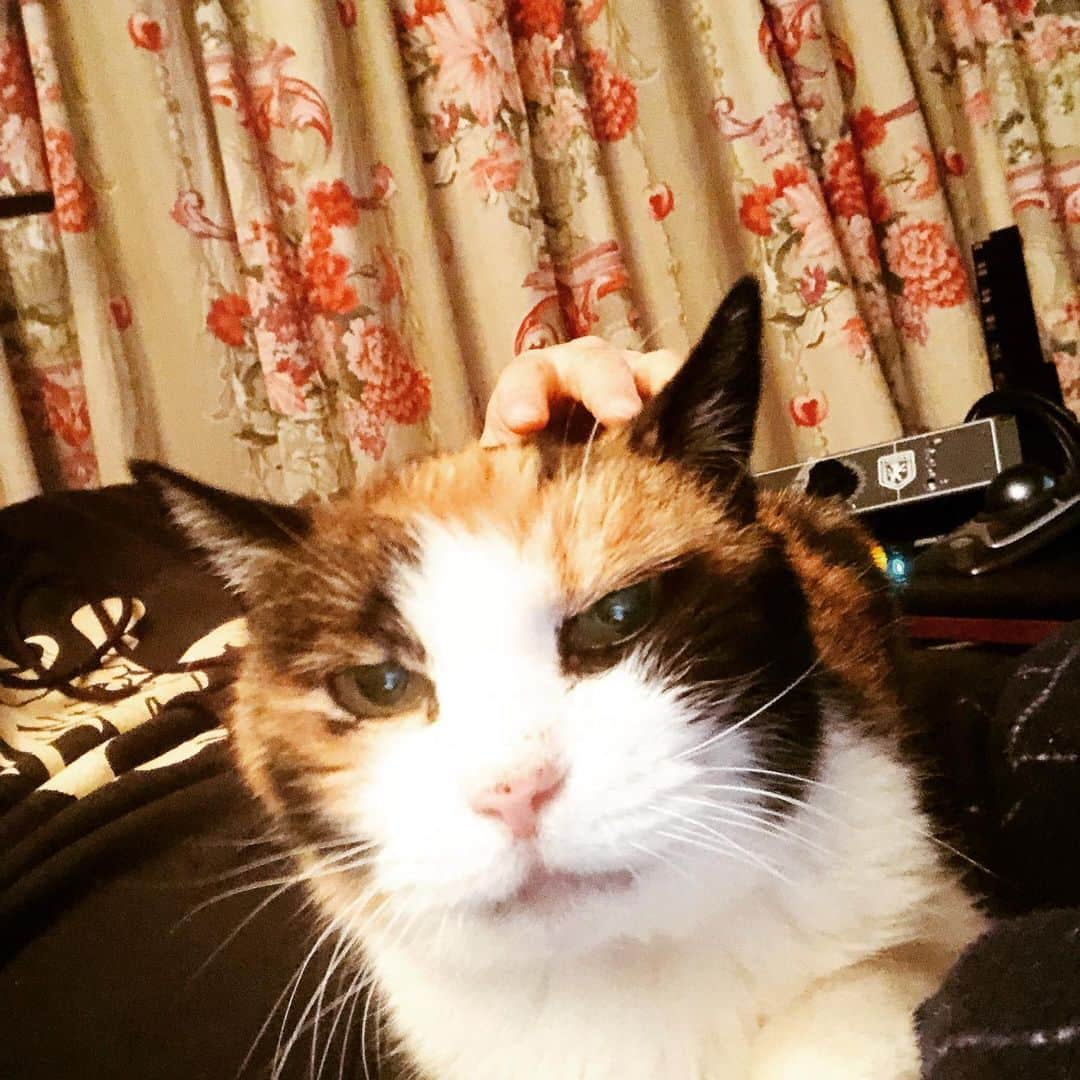 門倉聡さんのインスタグラム写真 - (門倉聡Instagram)「仕事場で抱っこモード😸 #cat #catstagram #catstudio  #猫 #ねこ #ねこと暮らす #ねこのいる生活 #ねこスタジオ #猫音楽家 #catmusicstudio」1月27日 17時11分 - kadocks